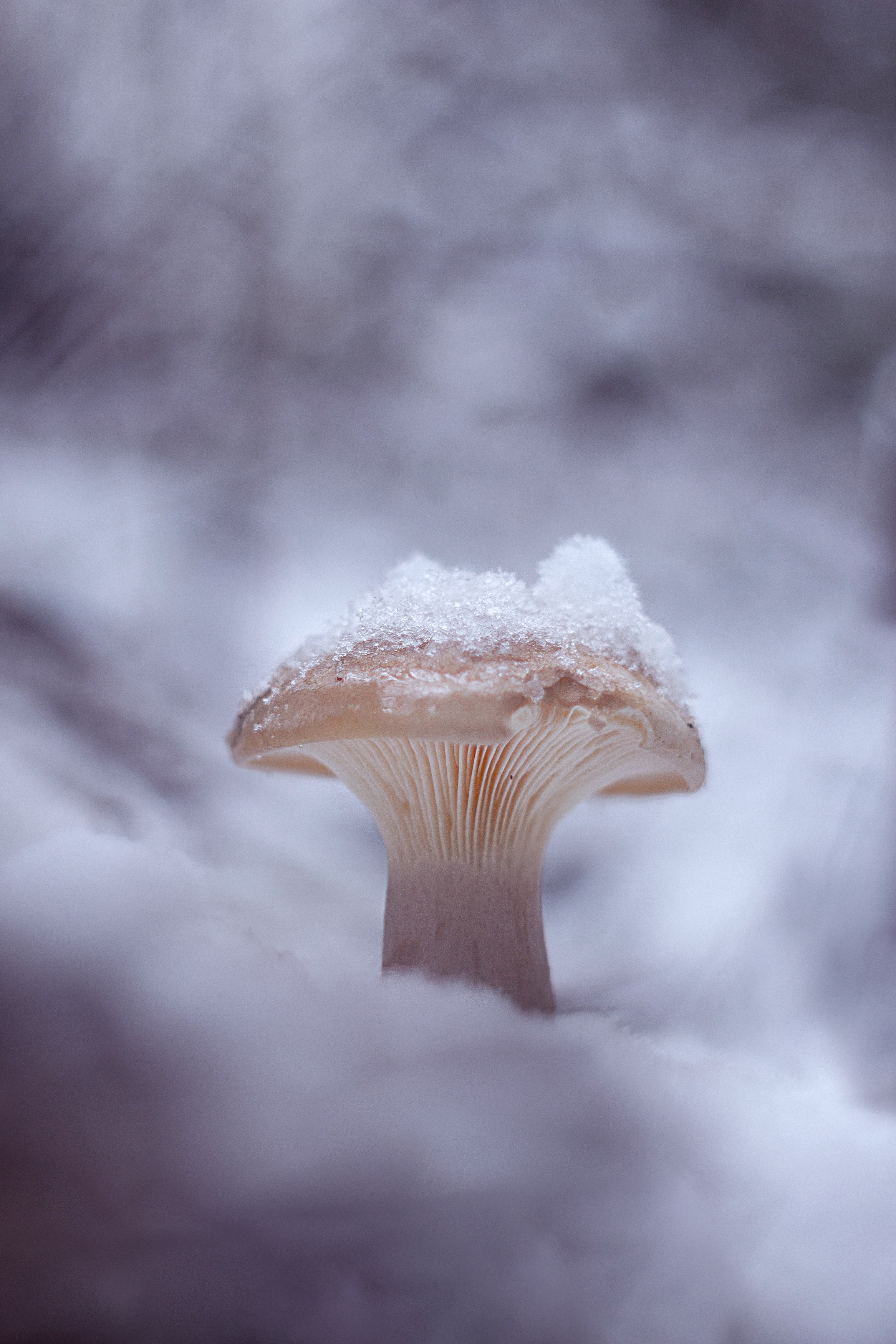 макро, грибы, первый снег, лес, природа, november, mushroom, snow, forest, nature, Обидина Мария