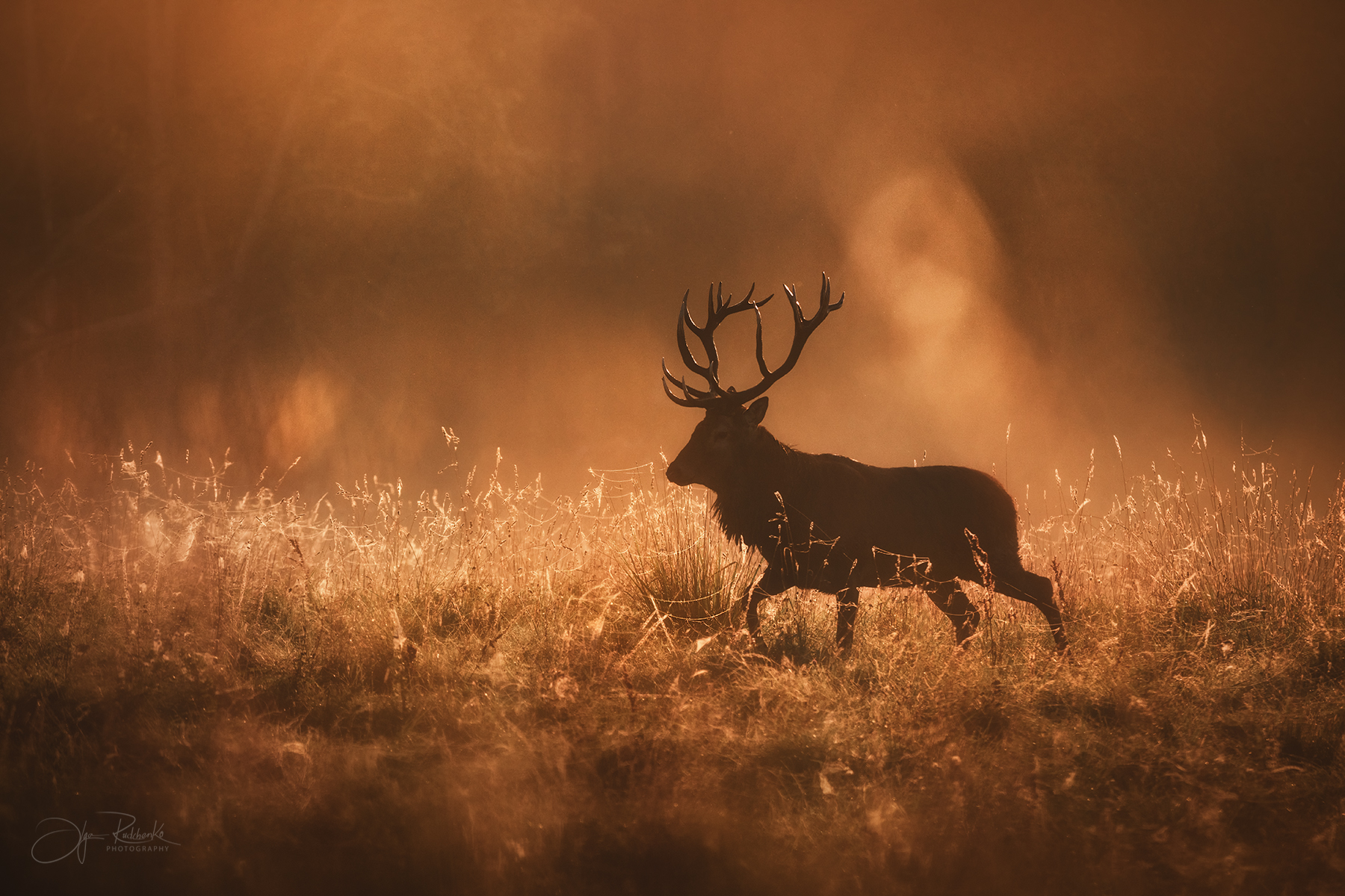 олень, беларусь, гон, deer, rut, осенний гон, красный бор, Рудченко Ольга