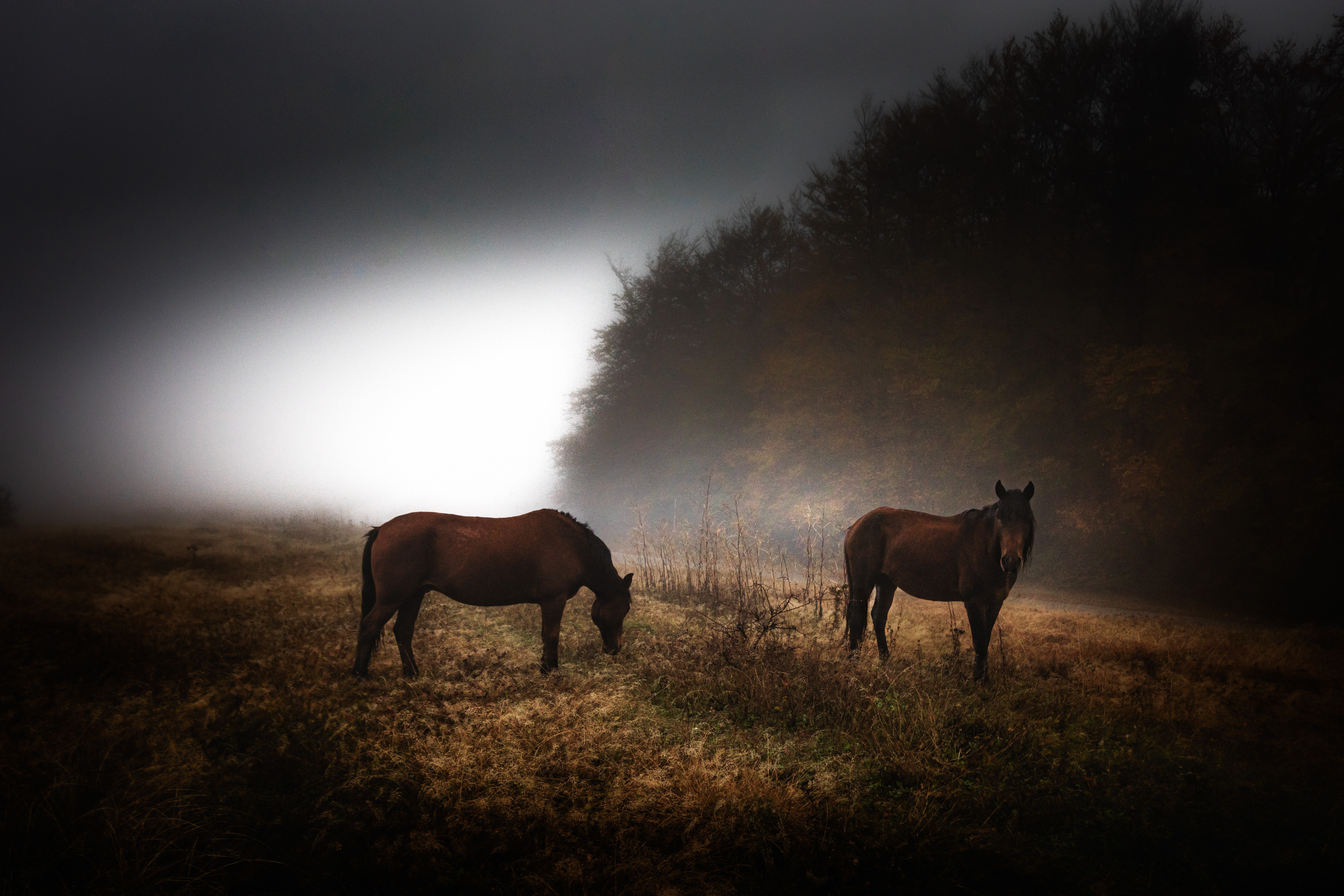 #Horse #Sky #Working animal #Plant #Nature landscape #Tree #Grass #Pasture, Пенов Пламен