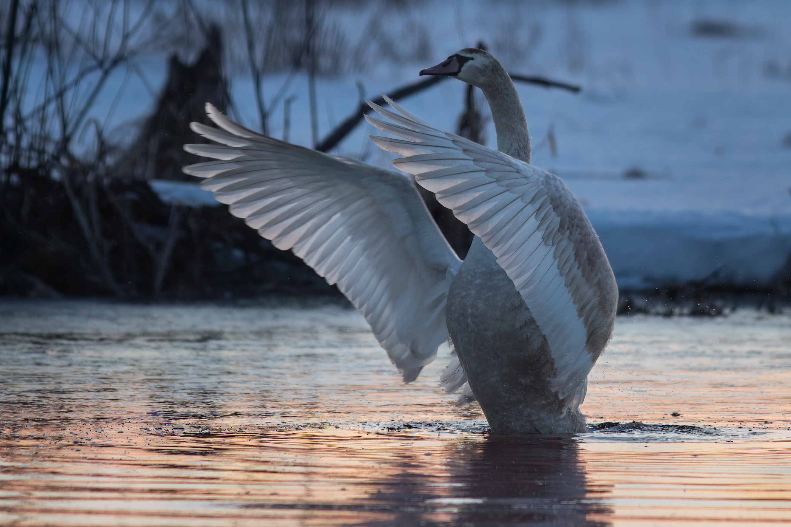 лебедь, природа, дикая природа, wildlife, nature, птицы, животные, Пронин Денис