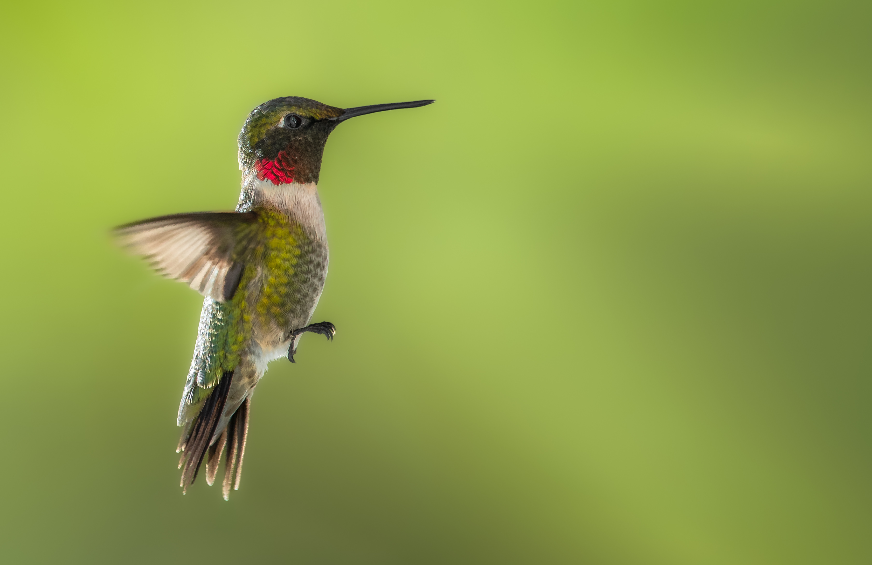 bird, humming, hummingbird, hummingbirds, hummer, rufous, nature, animals, wild, action, dynamic, Atul Saluja