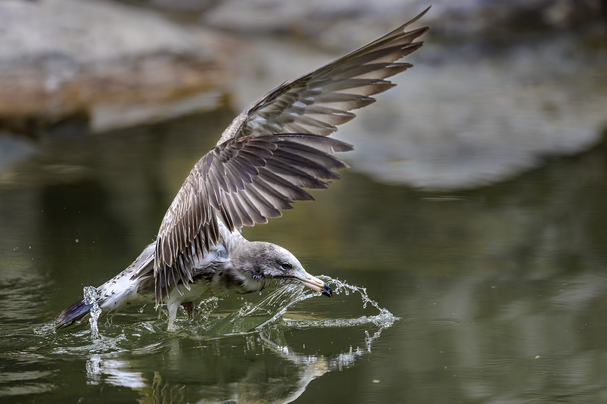 birds nature, Benny Chan