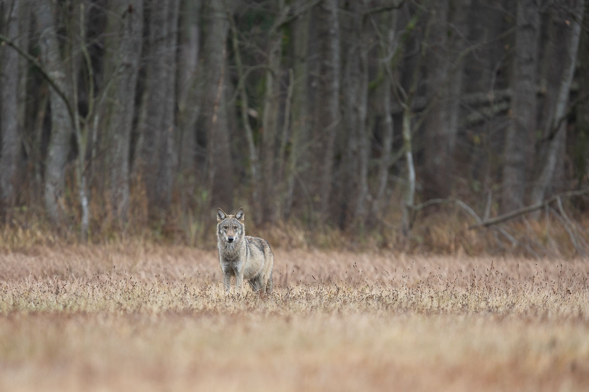 las,ssaki,polana,łąka,wilk,basior,wadera,natura,fauna,przyroda,puszcza białowieska , Zakrzewski Marcin