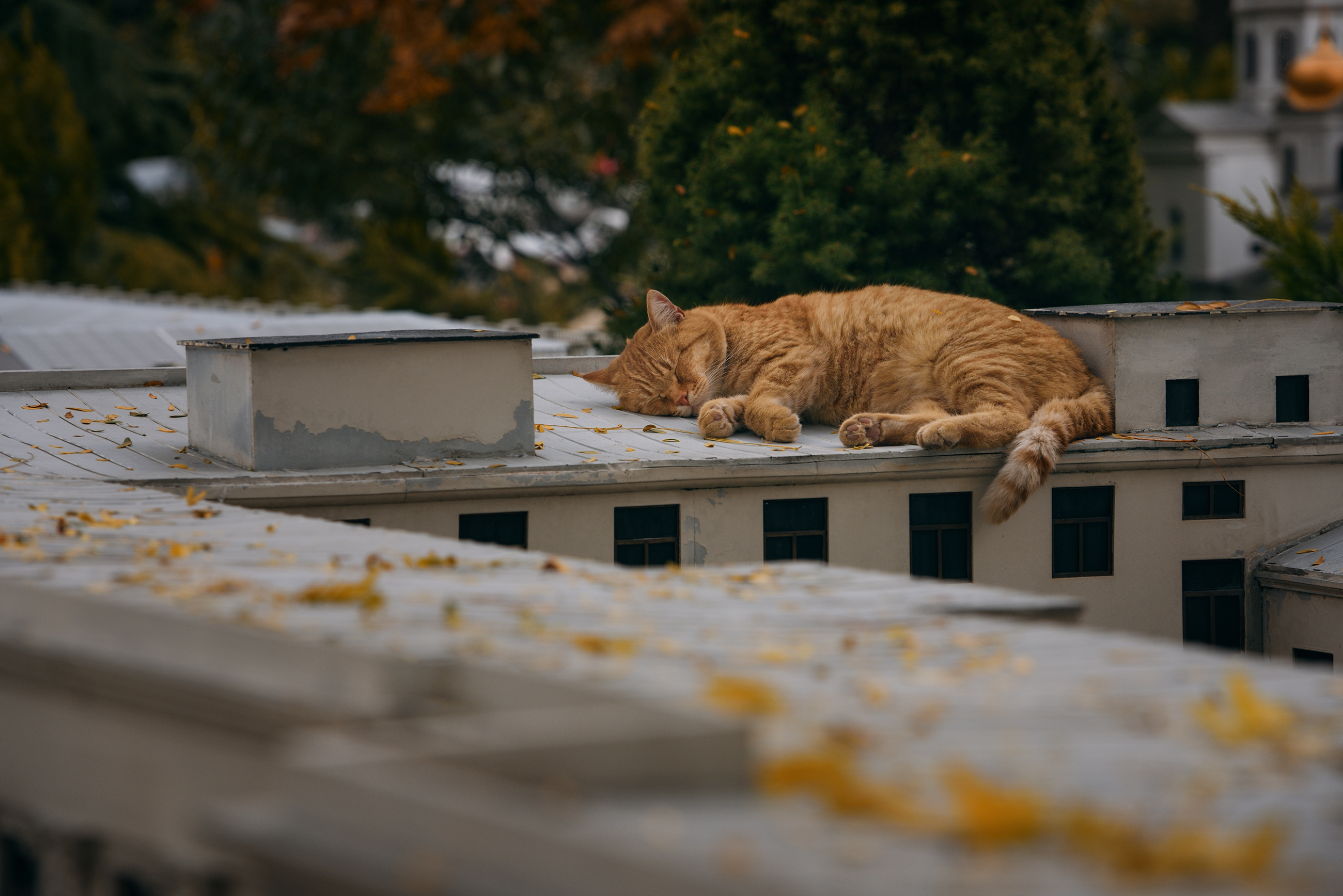 кот, крыша, осень, Вьюшкин Игорь