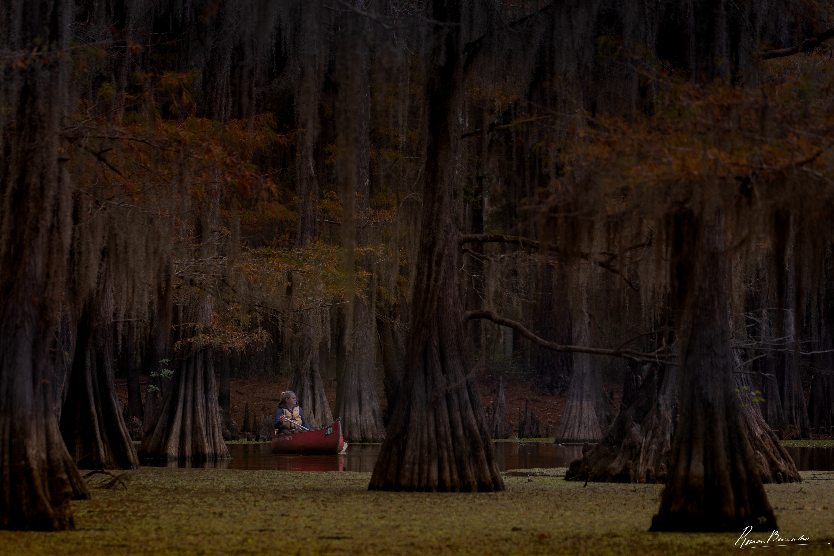 cypress, swamp, lake, boat, landscape , Bevzenko Roman