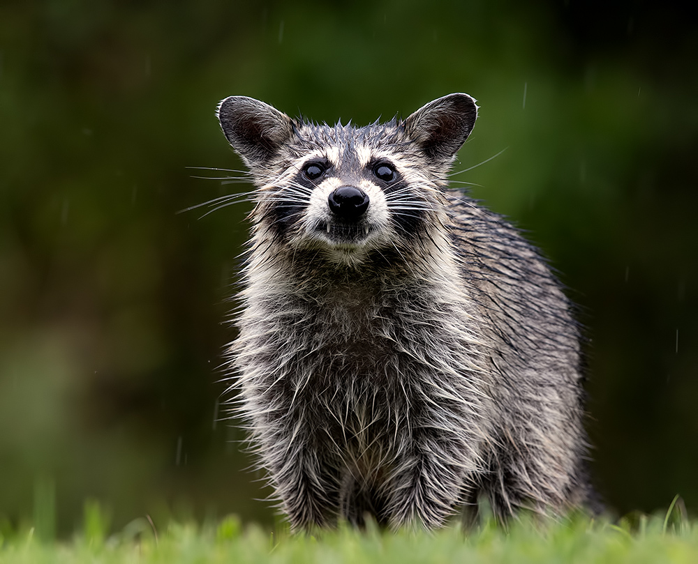 енот обыкновенный, енот-полоскун, raccoon, енот, дикие животные, животные, animals, Etkind Elizabeth