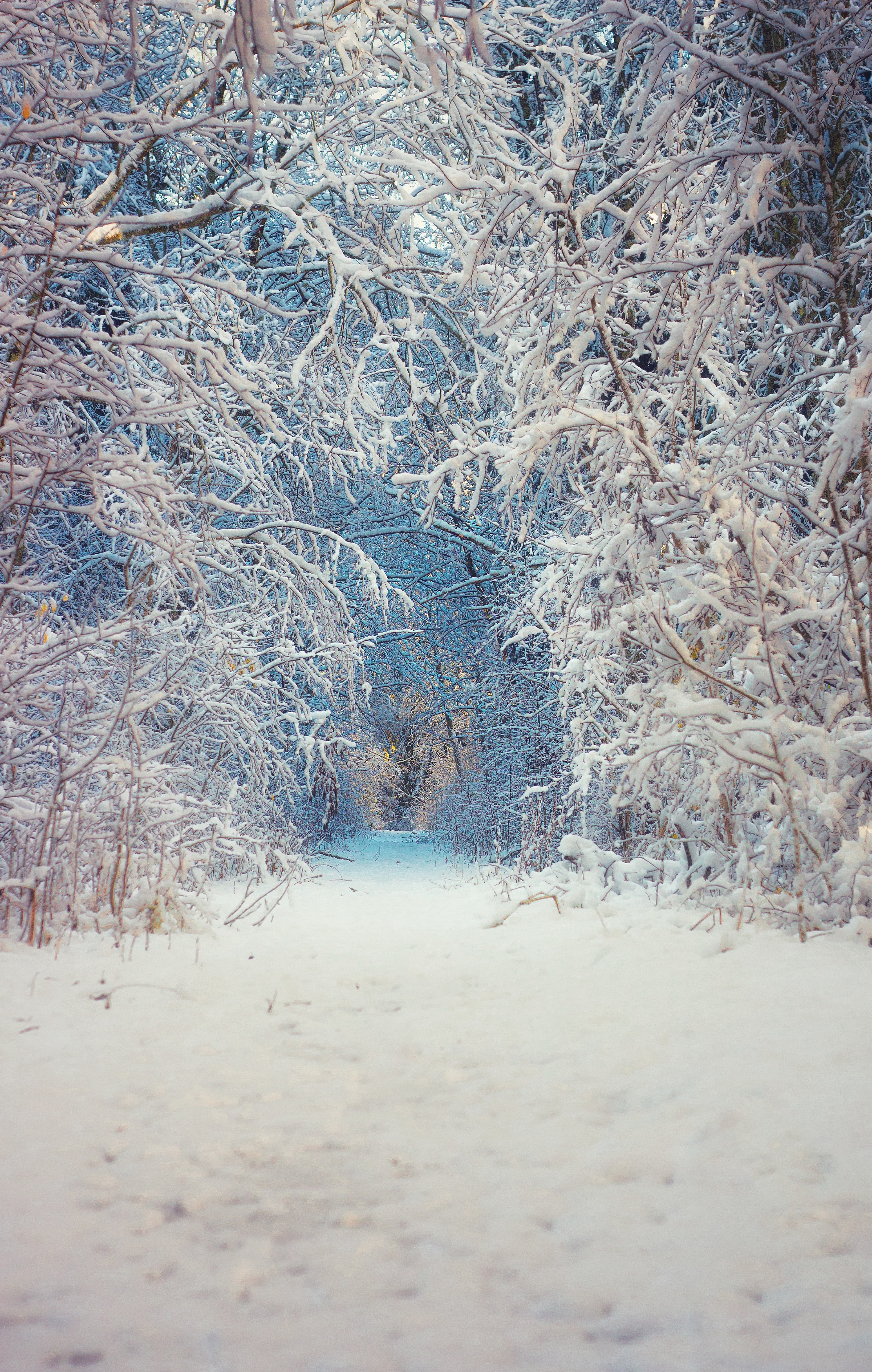 пейзаж, зима, лес, природа, nature, forest, snow, снег, landscape, Обидина Мария