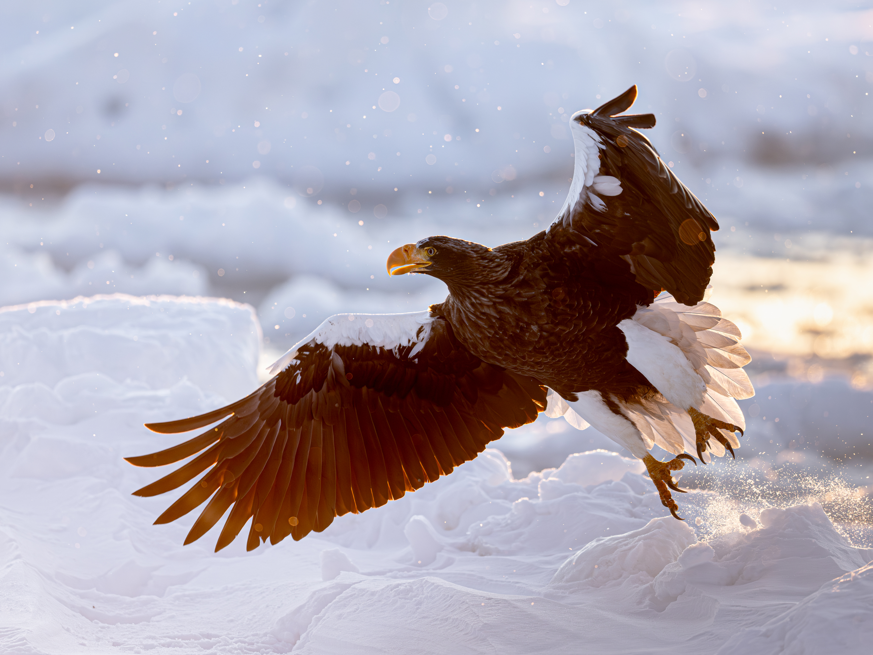 eagle, winter, dawn, Utsunomiya Ryo