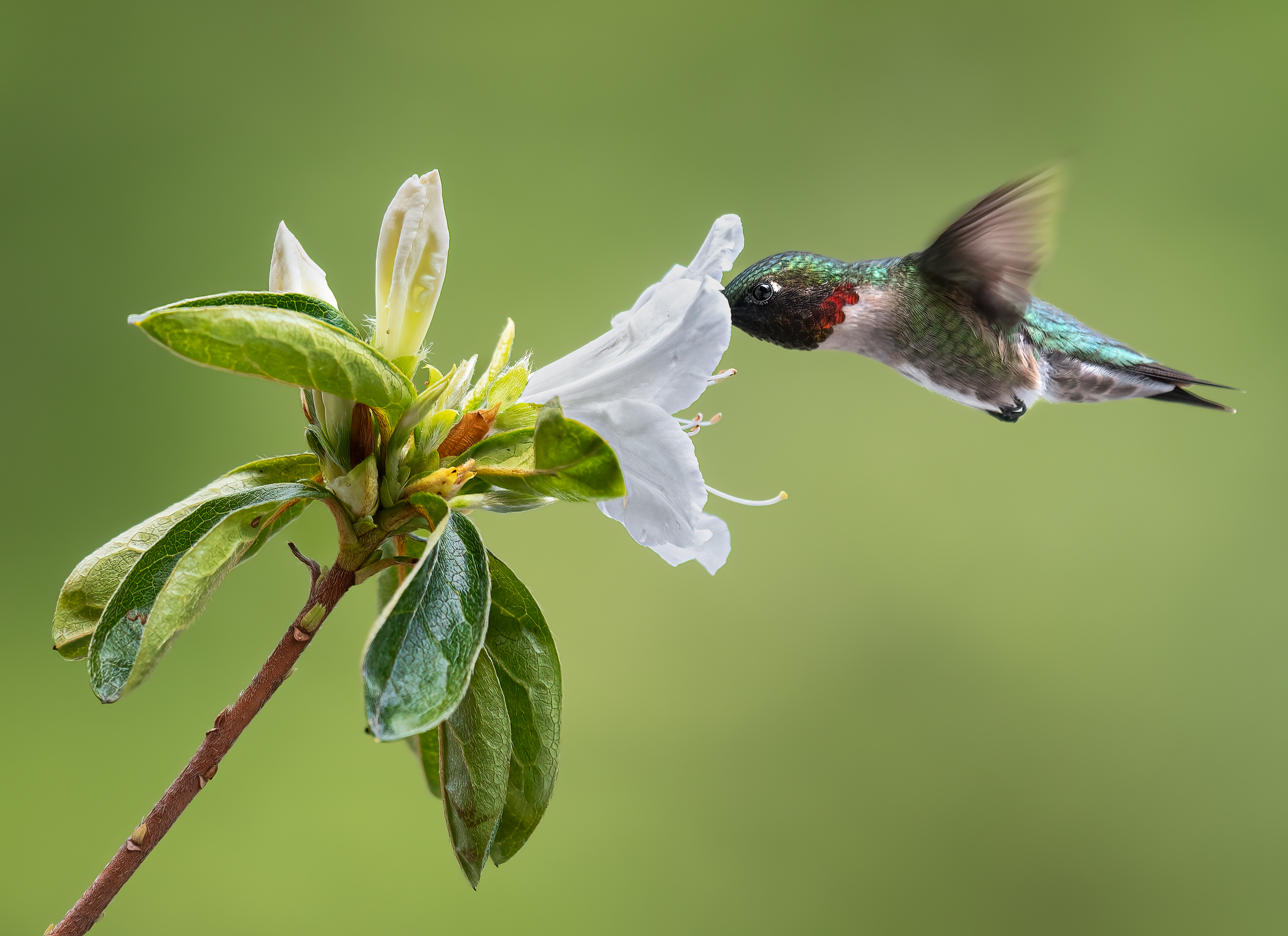 bird, humming, hummingbird, hummingbirds, hummer, rufous, nature, animals, wild, action, dynamic, Atul Saluja