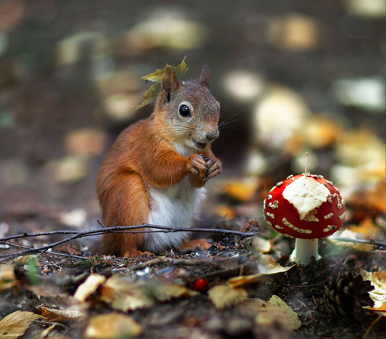 белка, лес, гриб, осень, интерес, squirrel, forest,autumn,agaric, nature, Стукалова Юлия