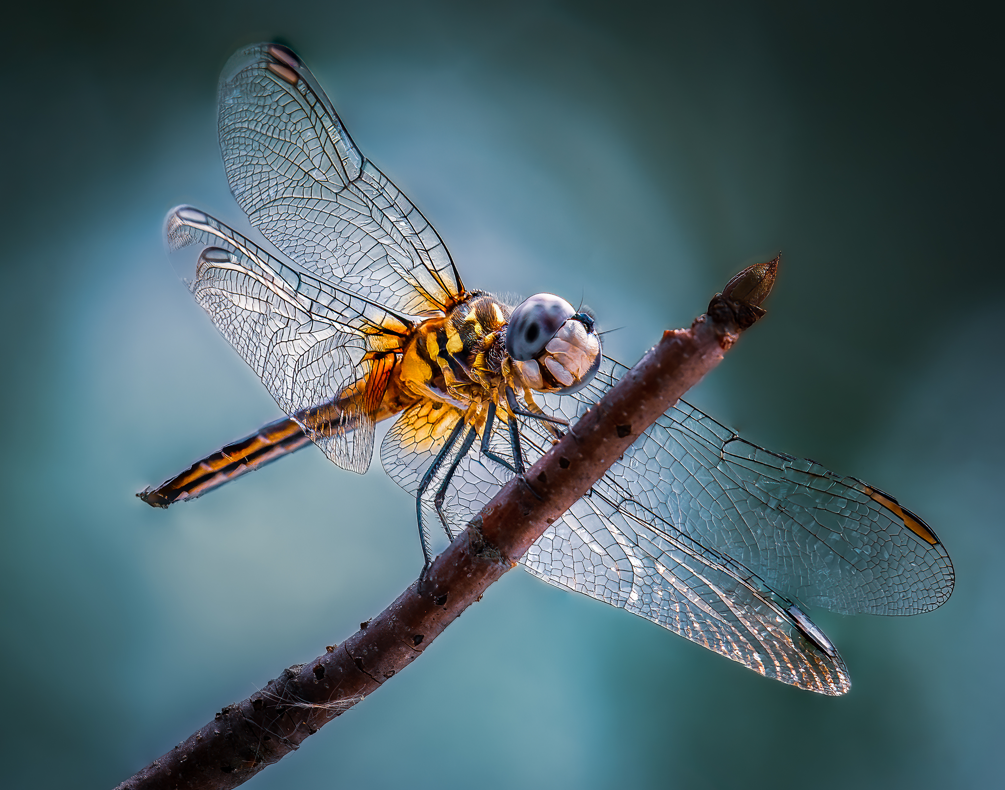 damselfly, dragonfly, insect, grass, sunset, dusk, evening, bug, macro, blade, grassland,, Atul Saluja