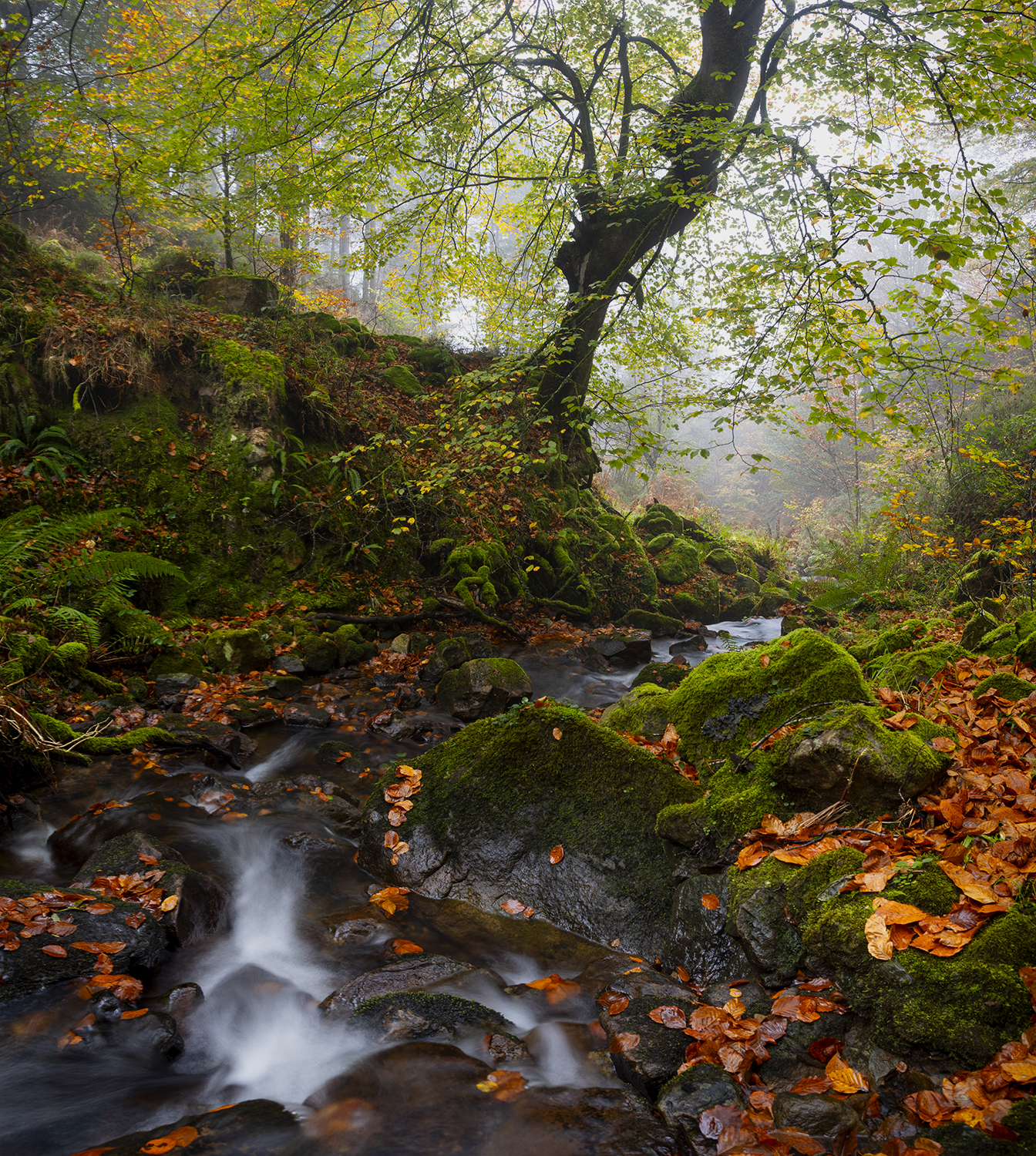 photography, mountain, autumn, fog, landscape, photo, river, flowers, land, landmark, lands, soft ligth, ligth, mountains, photo, river, jimenez millan samuel