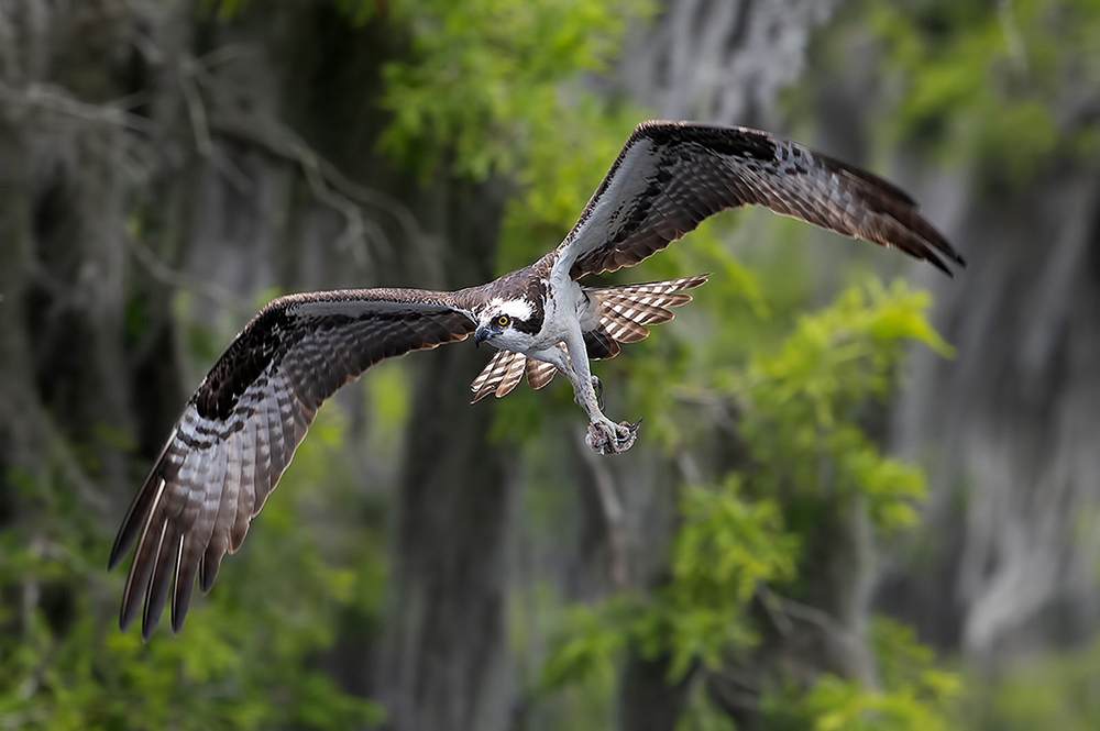 скопа, osprey, florida, флорида, хищные птицы, raptor, Etkind Elizabeth