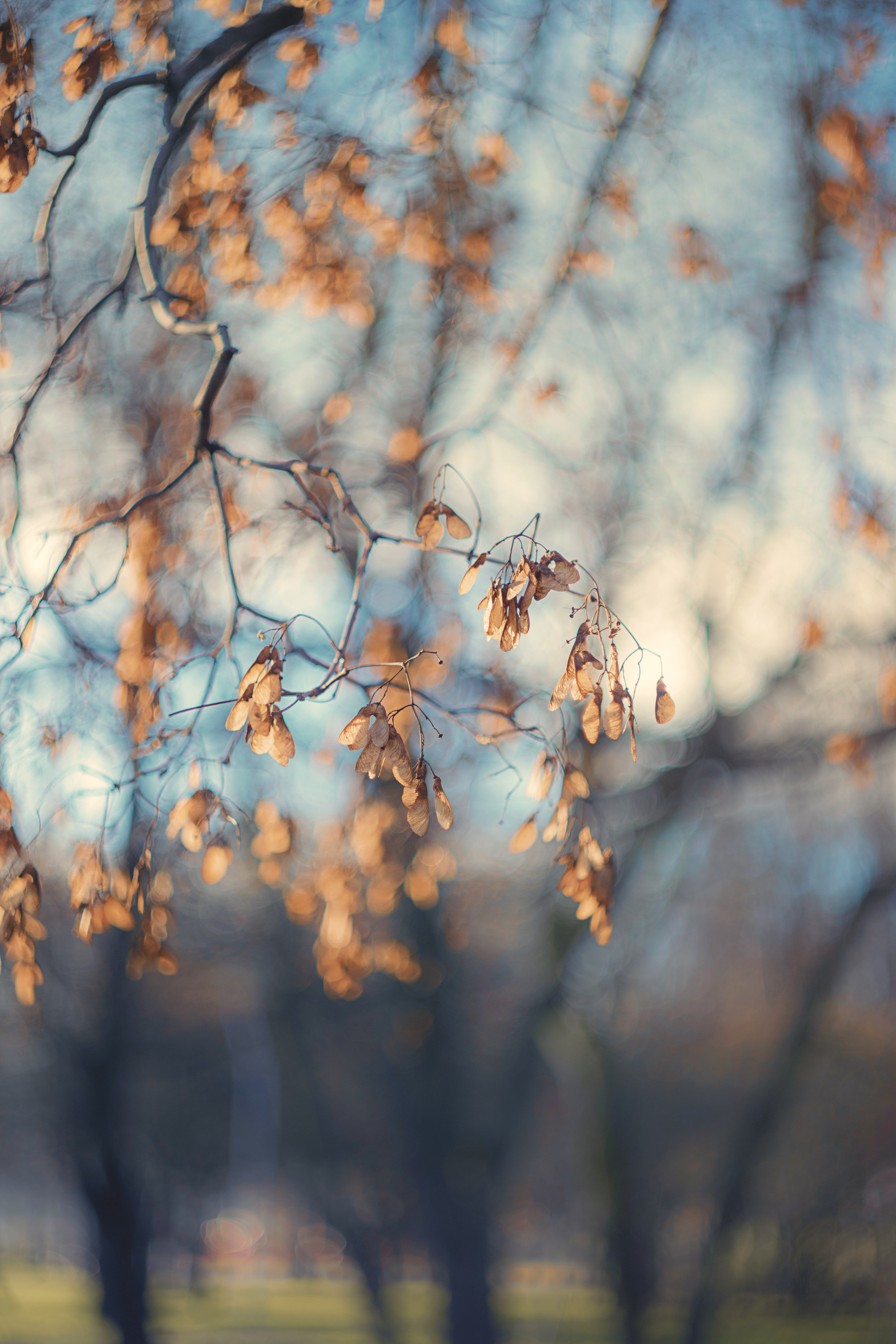 manyallens, autumn, helios, helios44_2, nature, leaf, dry leaf, природа, Обидина Мария