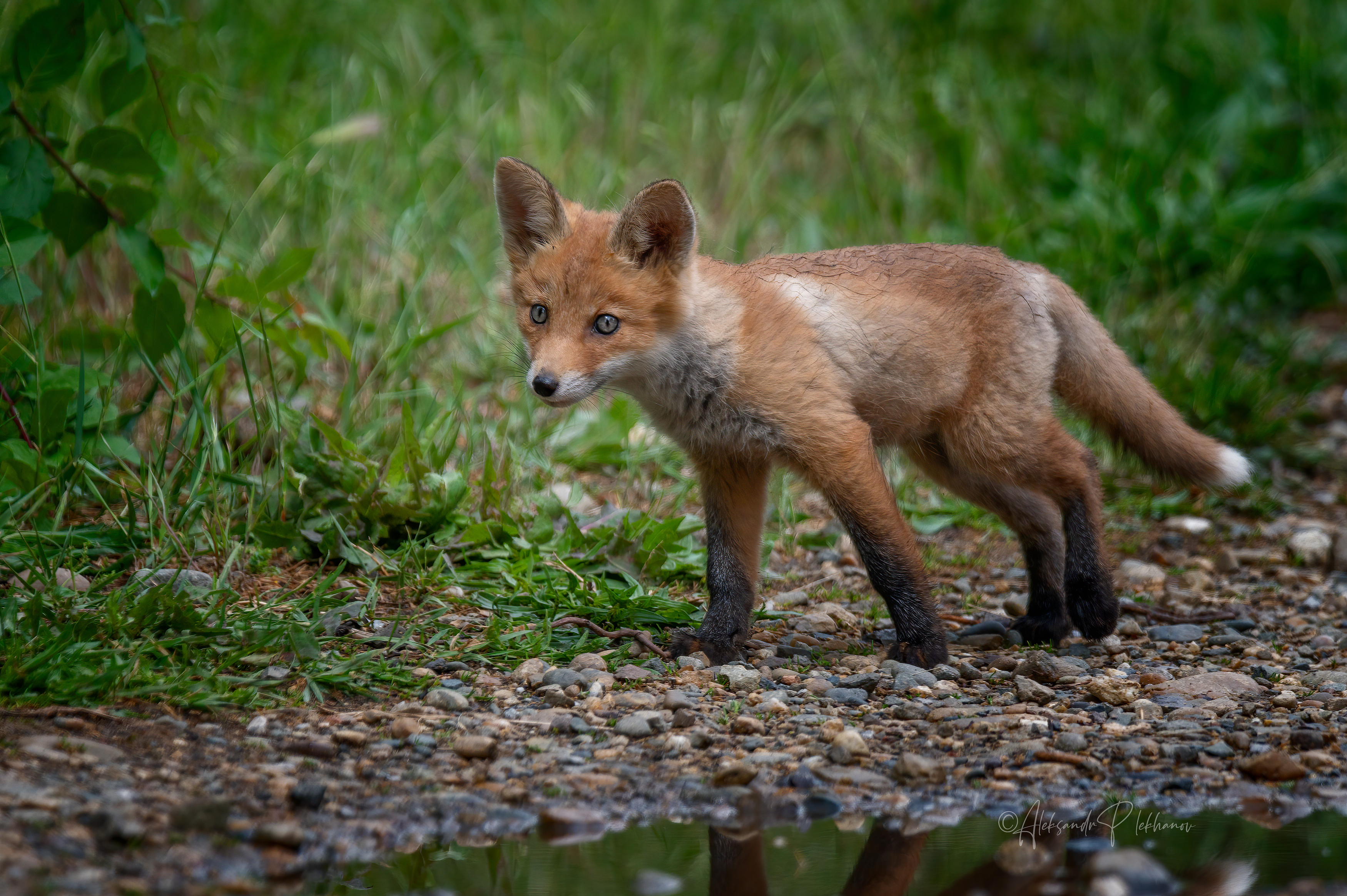 wildlife, Плеханов Александр