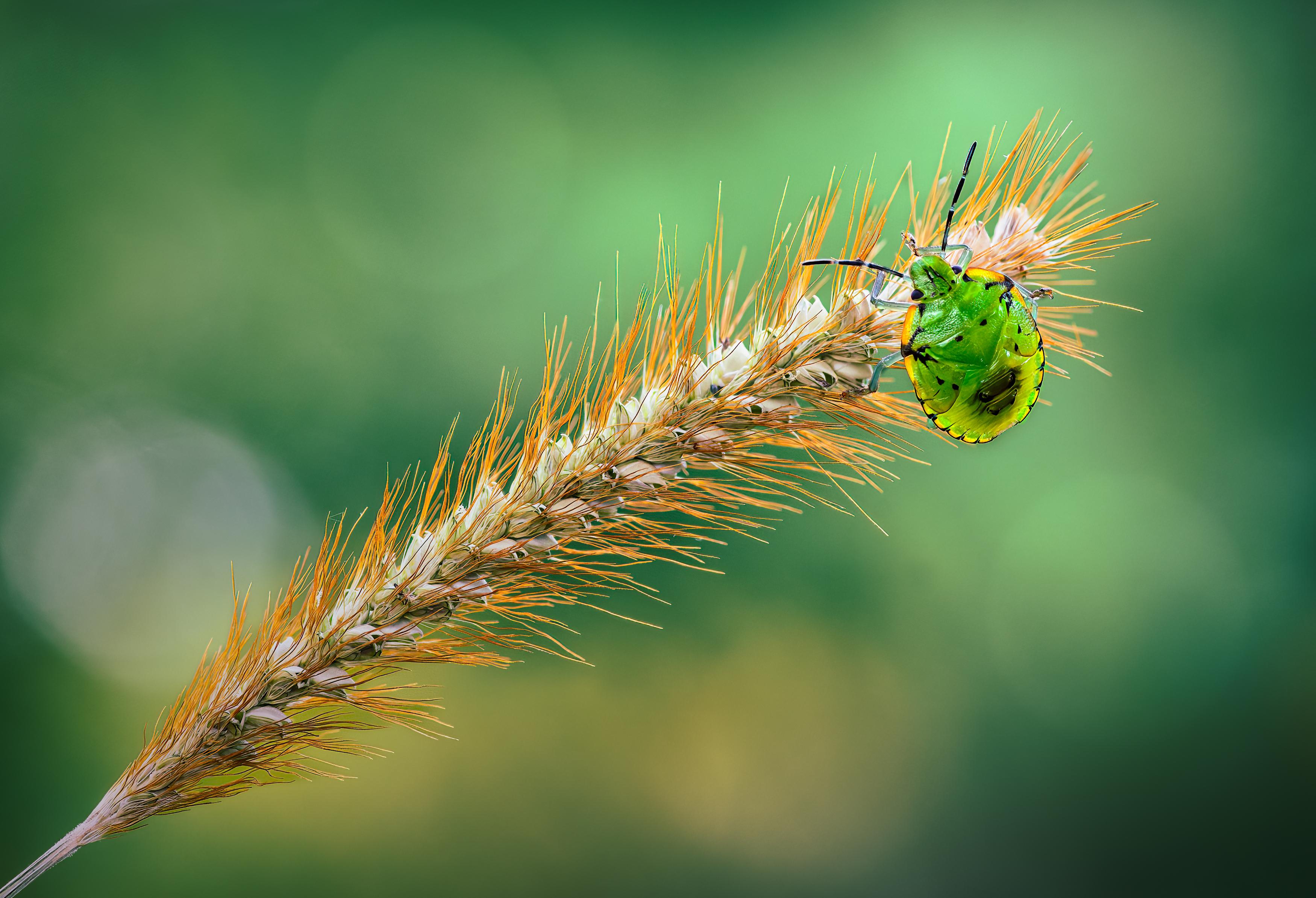 shield bug, beetle, insect, fall, autumn, stink bug, macro, leaves, season, seasons, camouflage, camouflaged,, Atul Saluja