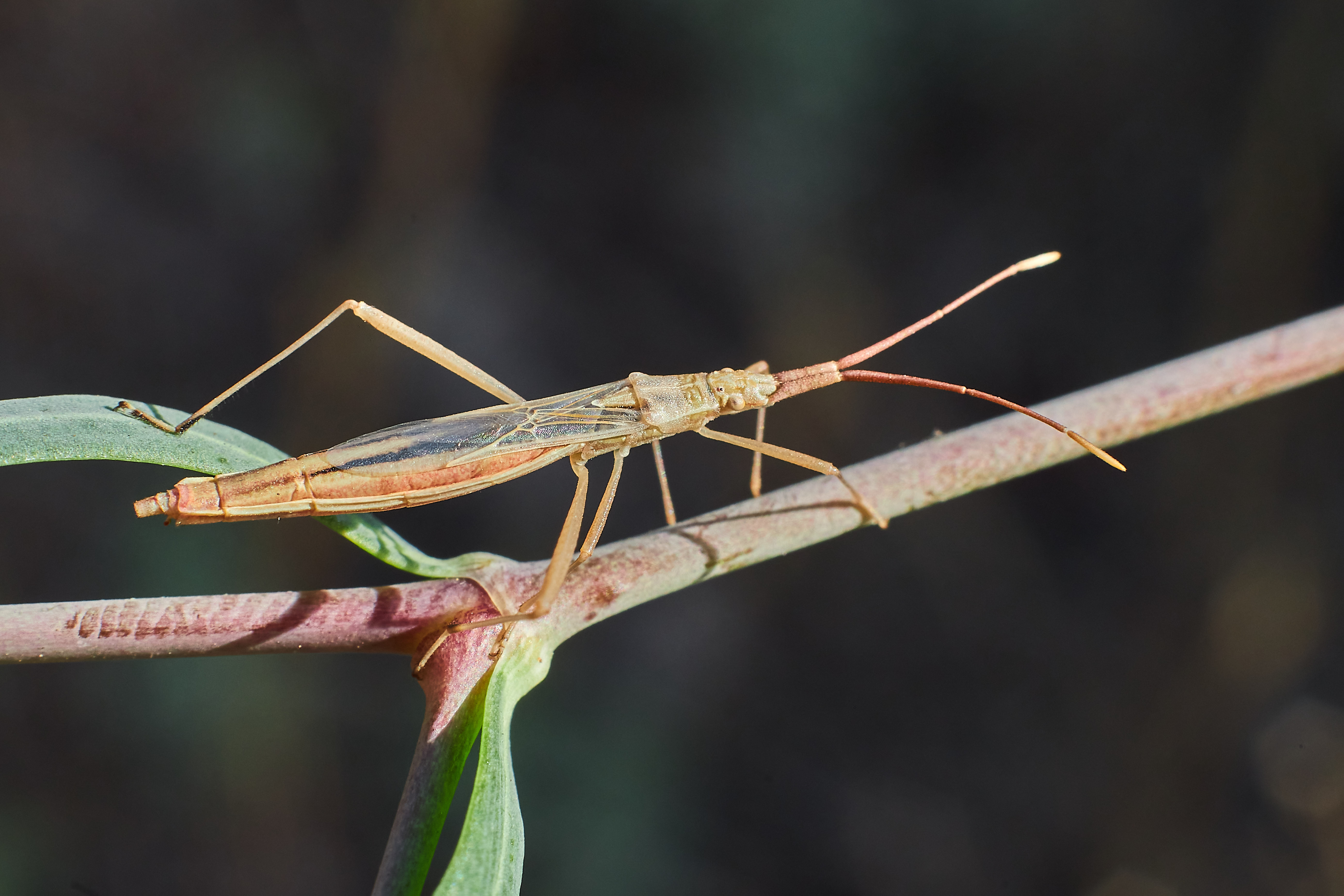 macro, volgograd, russia, wildlife, , Павел Сторчилов