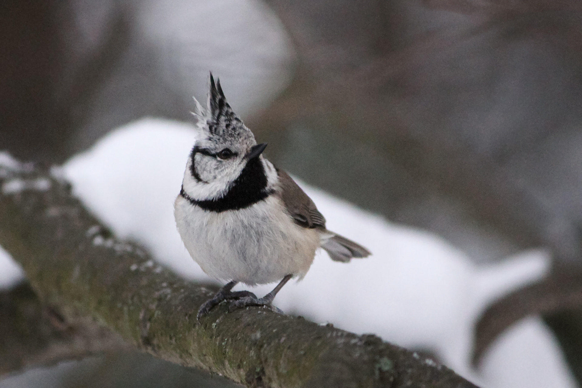 хохлатая синица, гренадерка, гренадер, lophophanes cristatus, parus cristatus, КарОл