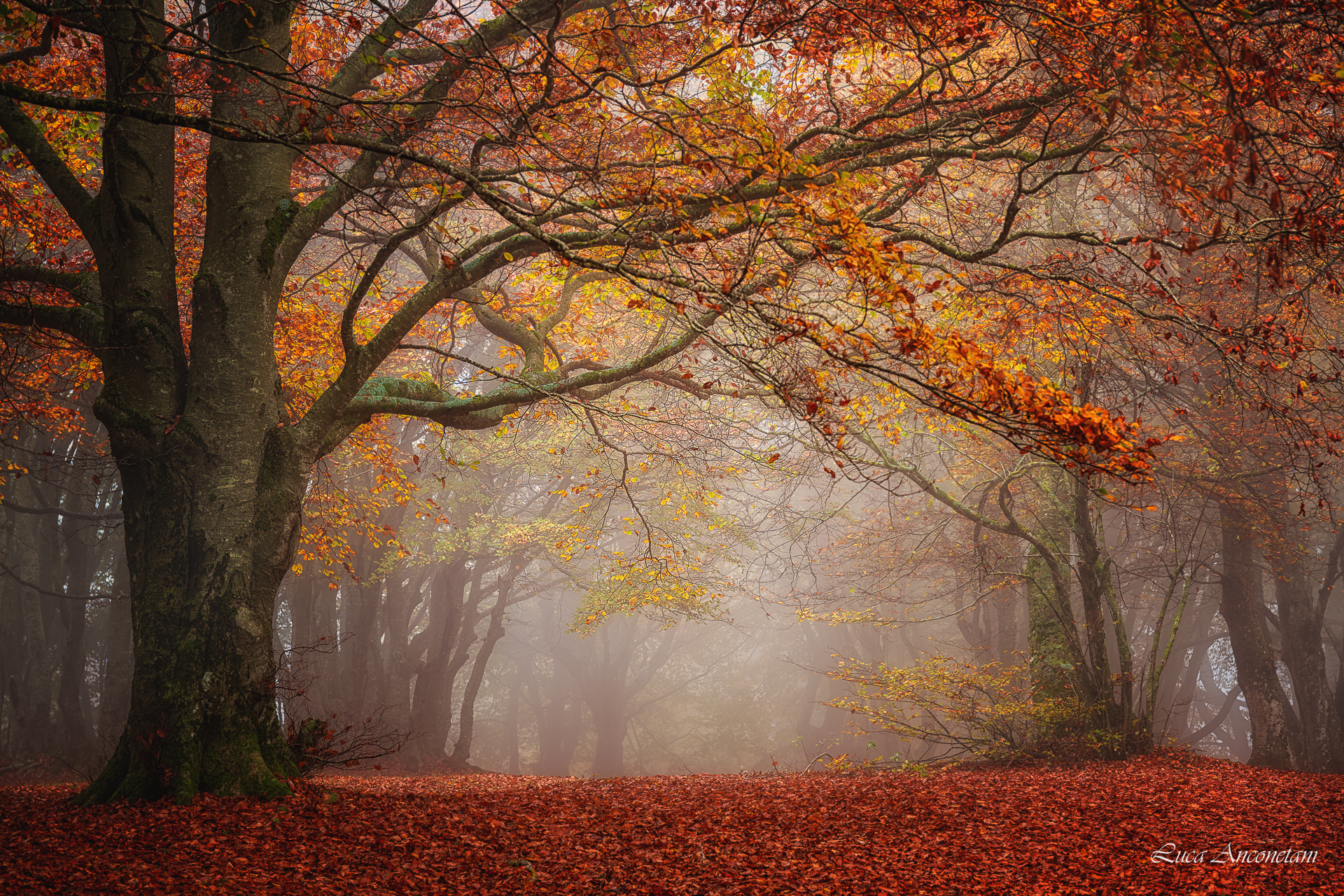 woods nature landscape canfaito italy trees leaves autumn fog, Anconetani Luca