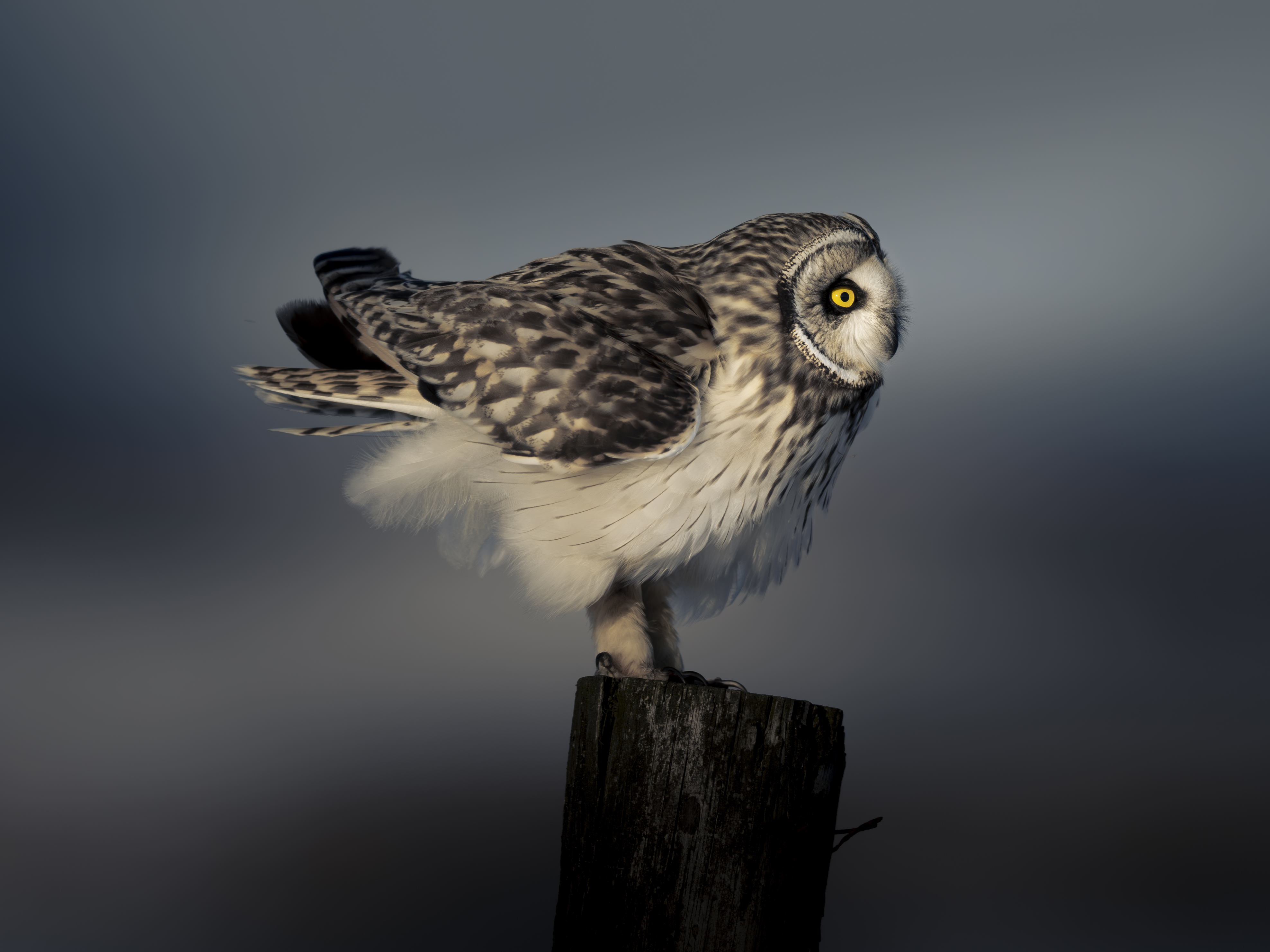 owl, wildlife, bird,, Utsunomiya Ryo