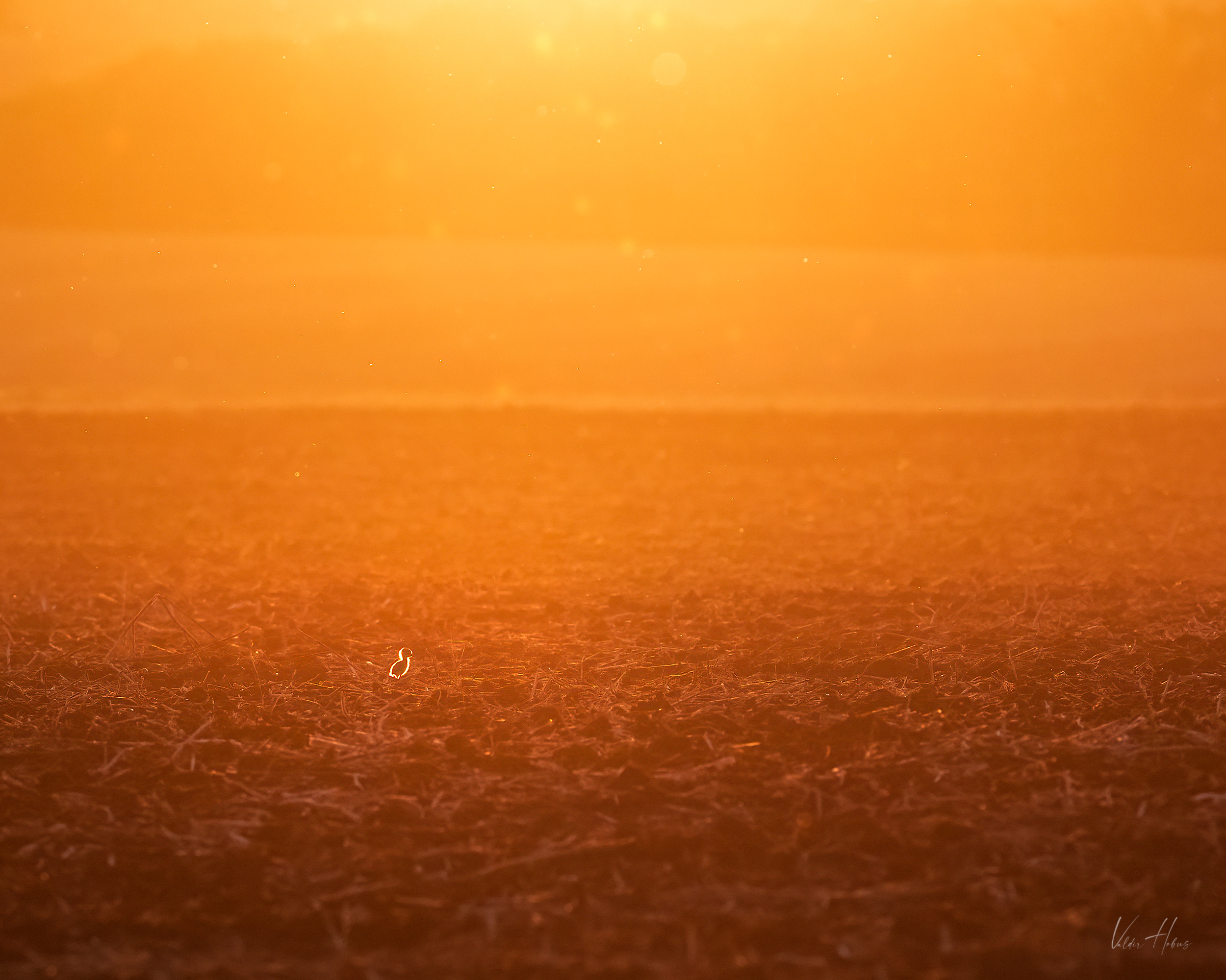 bird, lonely, sunset, yellow, orange, color, Valdir Hobus