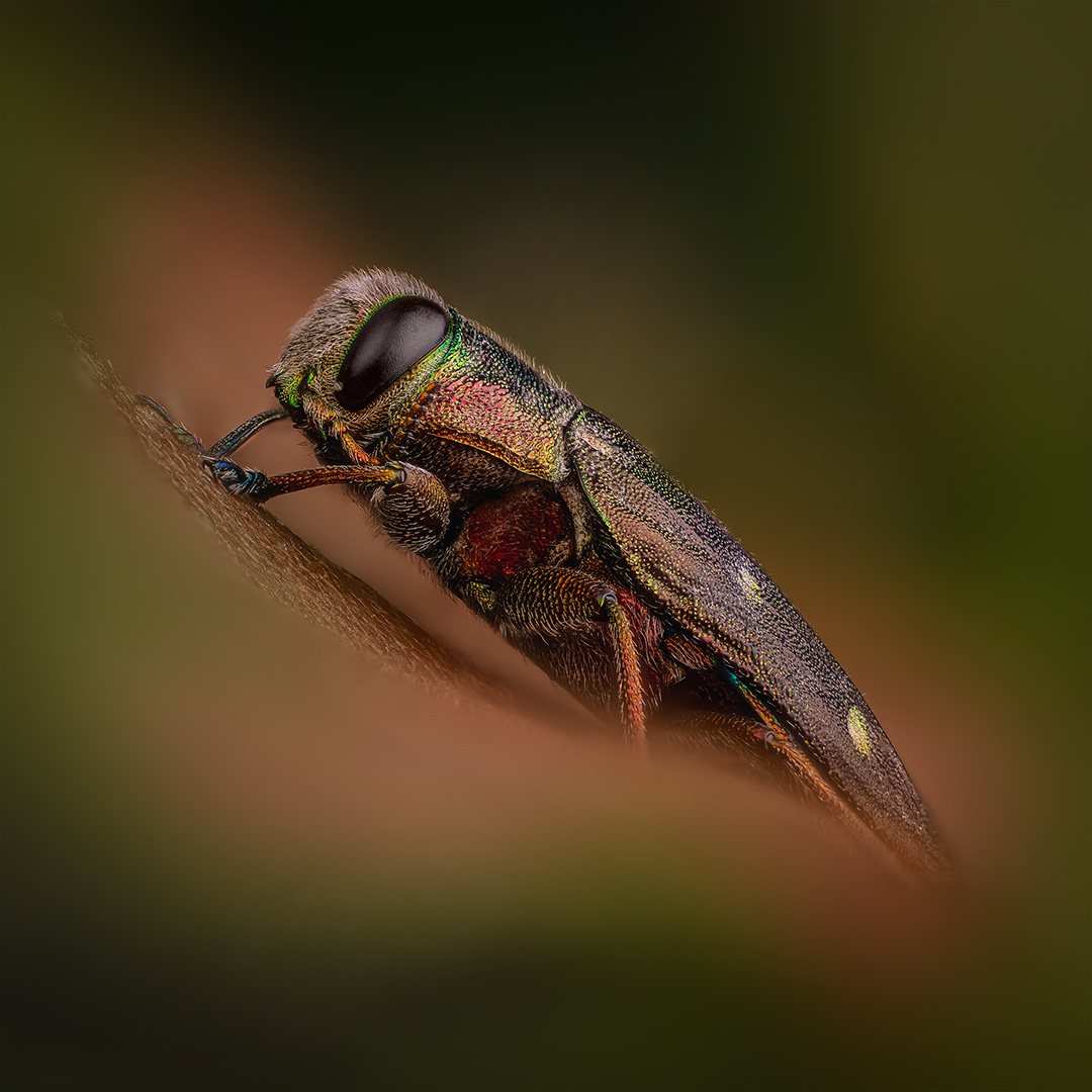 coleoptera, buprestidae, chrysobothris affinis, дубовая златка, ąžuolinis blizgiavabalis, Kavaliauskas Eugenijus