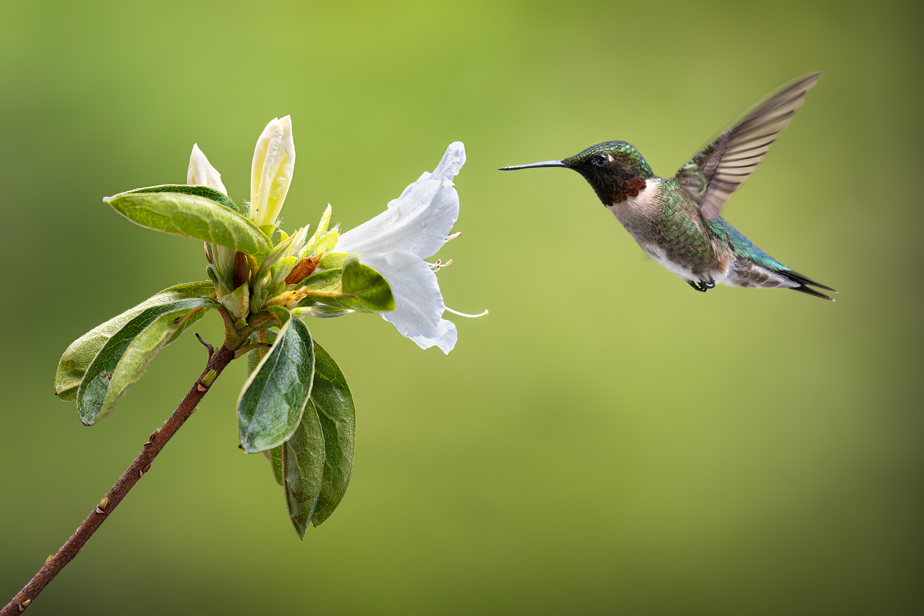 bird, hummer, hummingbird, flower, azalea, floral, wild, nature, Atul Saluja