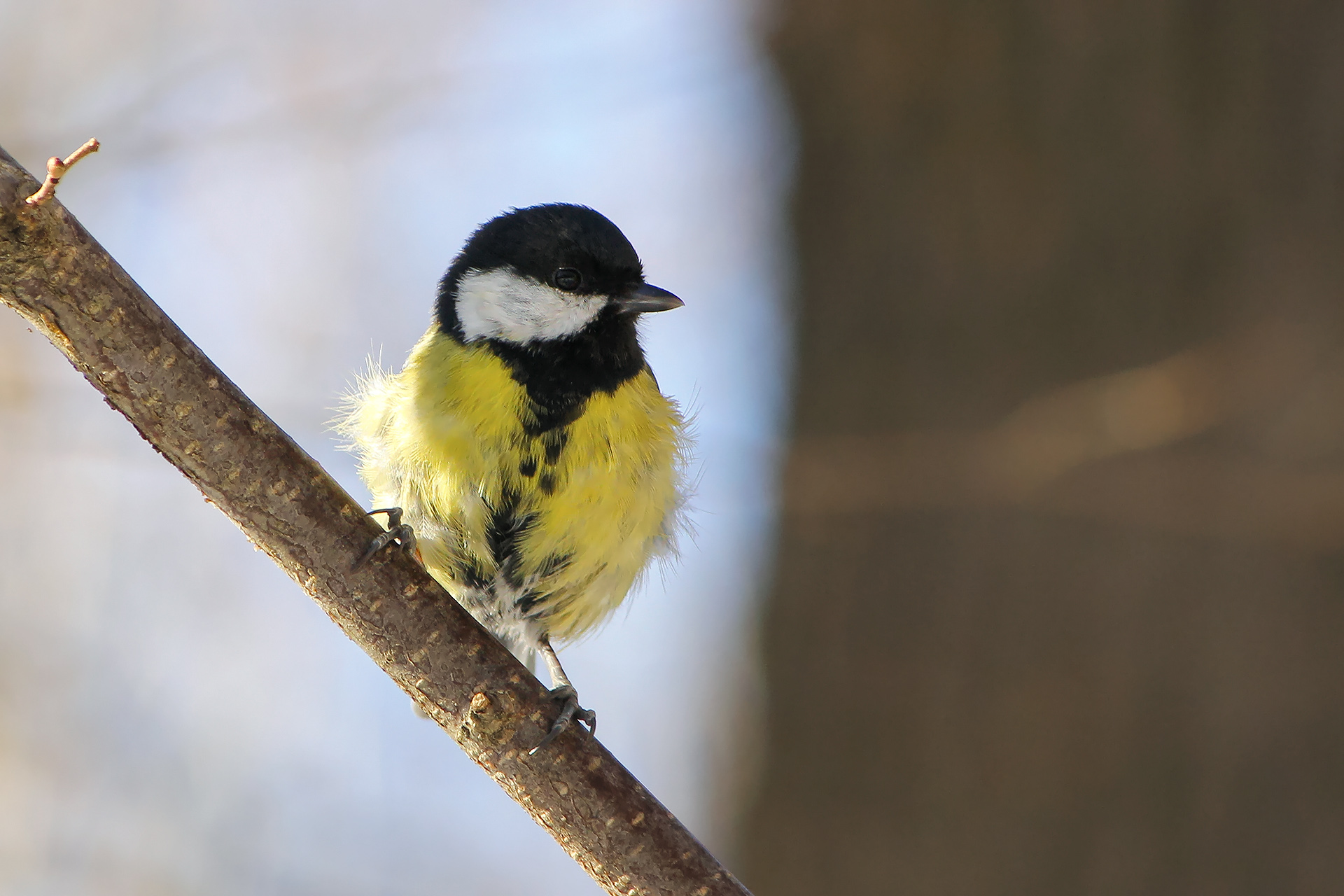 синица, большая синица, большак, parus major, КарОл