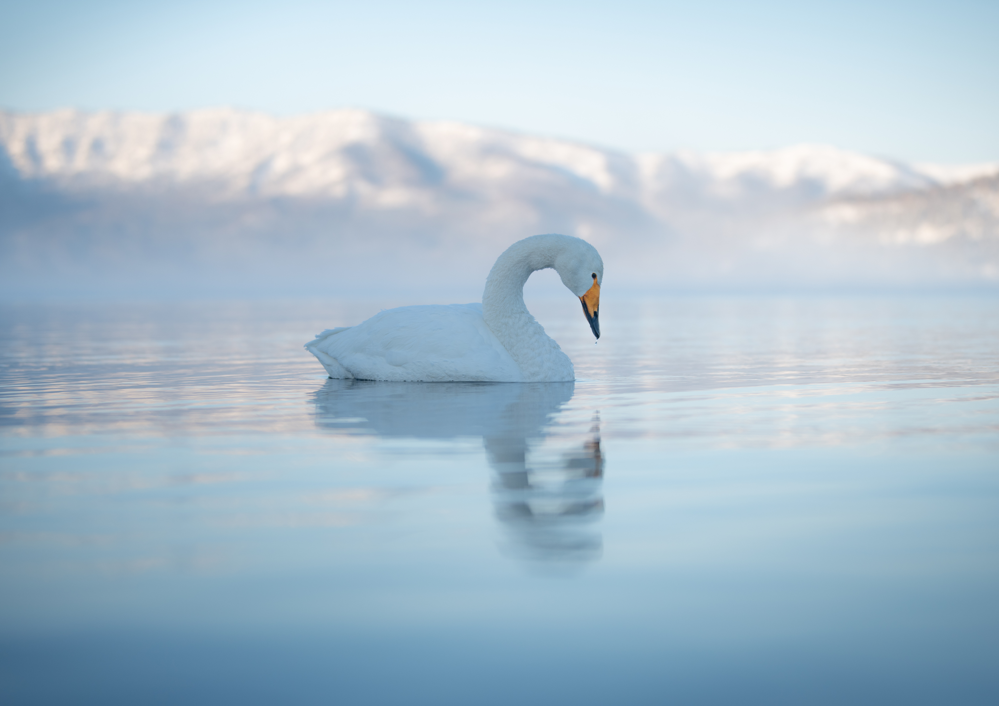 swan, winter, wildlife, bird,, Utsunomiya Ryo