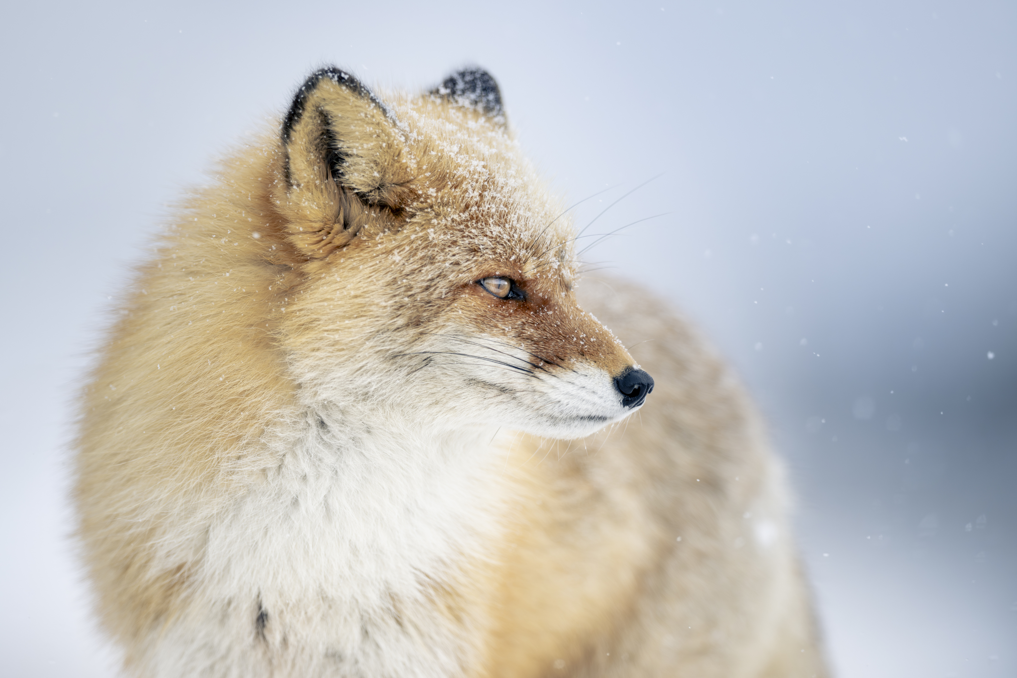 fox, wildlife,  winter, snow, Utsunomiya Ryo