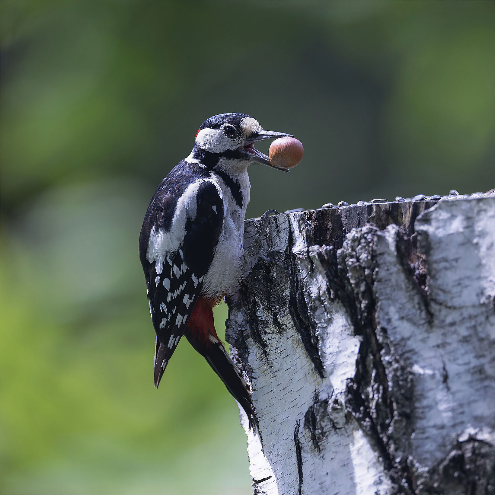 дятел, пёстрый, красавчик, орех, bird, beautiful, forest, nature, Стукалова Юлия