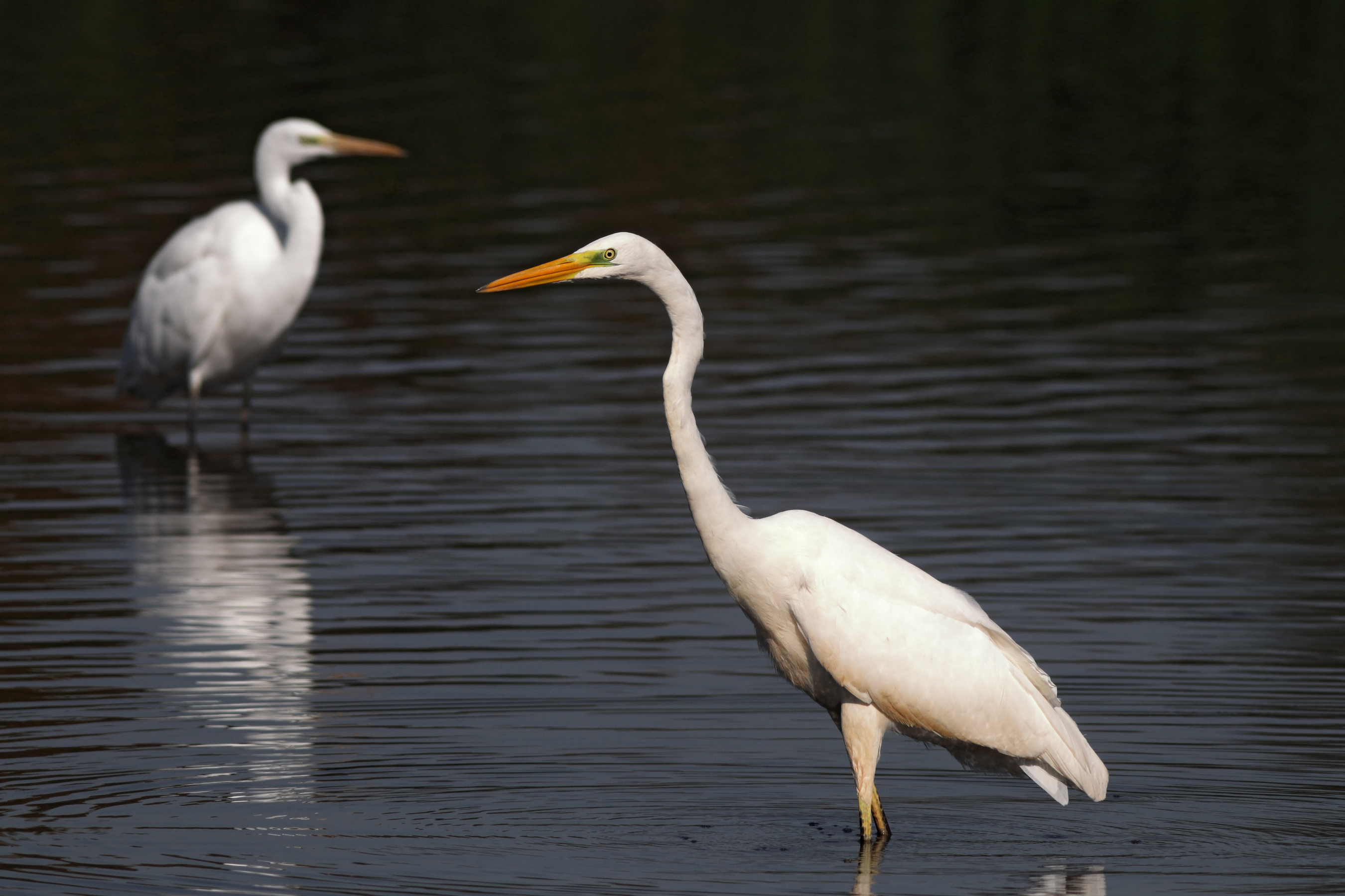 большая белая цапля, egretta alba, great egret, Бондаренко Георгий