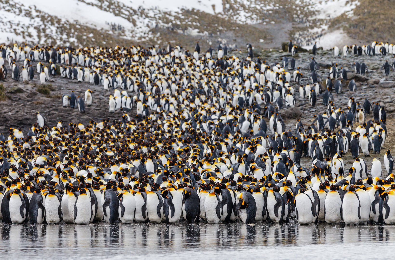 Антарктика, Королевский пингвин, Южная Георгия, Роман Мурушкин