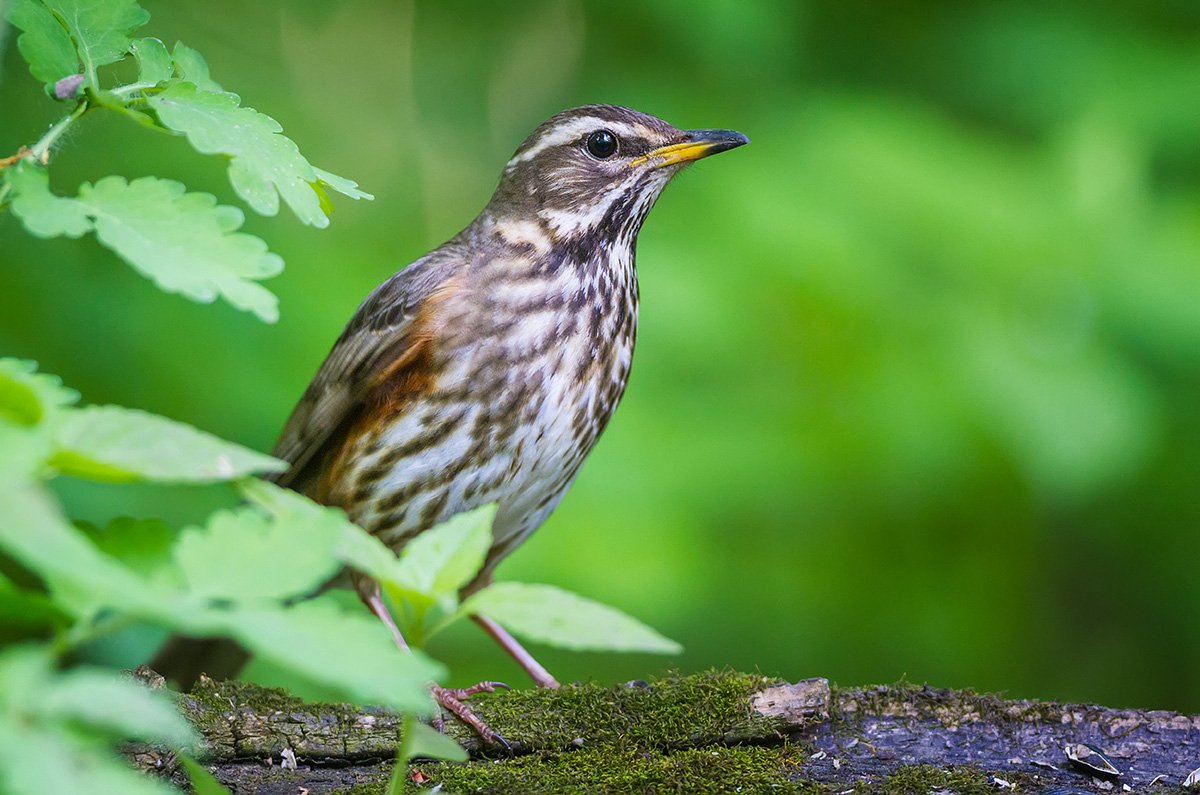 дрозд, белобровик, птицы, дикая природа, redwing, birds, wildlife, Голубев Дмитрий