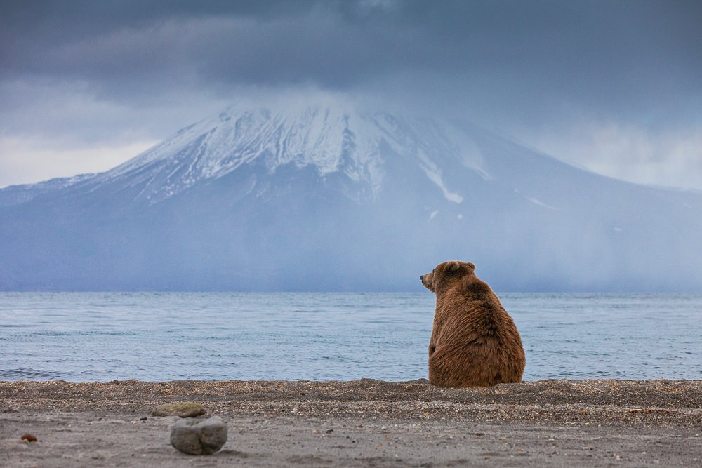 Бурый медведь, Камчатка, Курильское озеро, Сергей Краснощёков