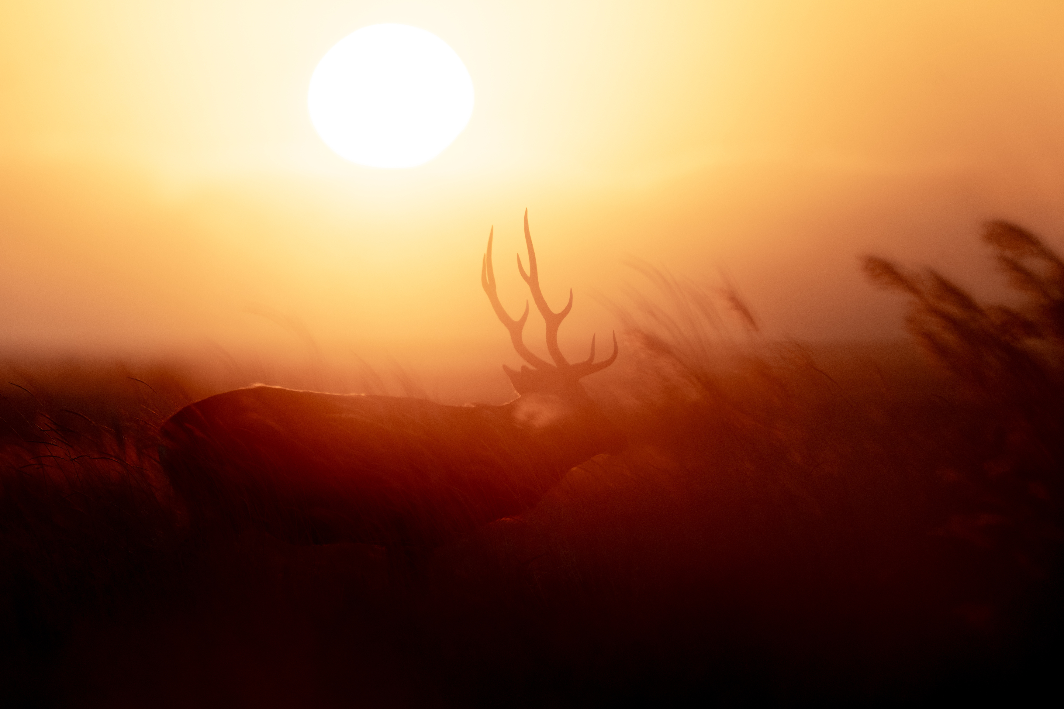 deer, autumn, silhouette, Utsunomiya Ryo