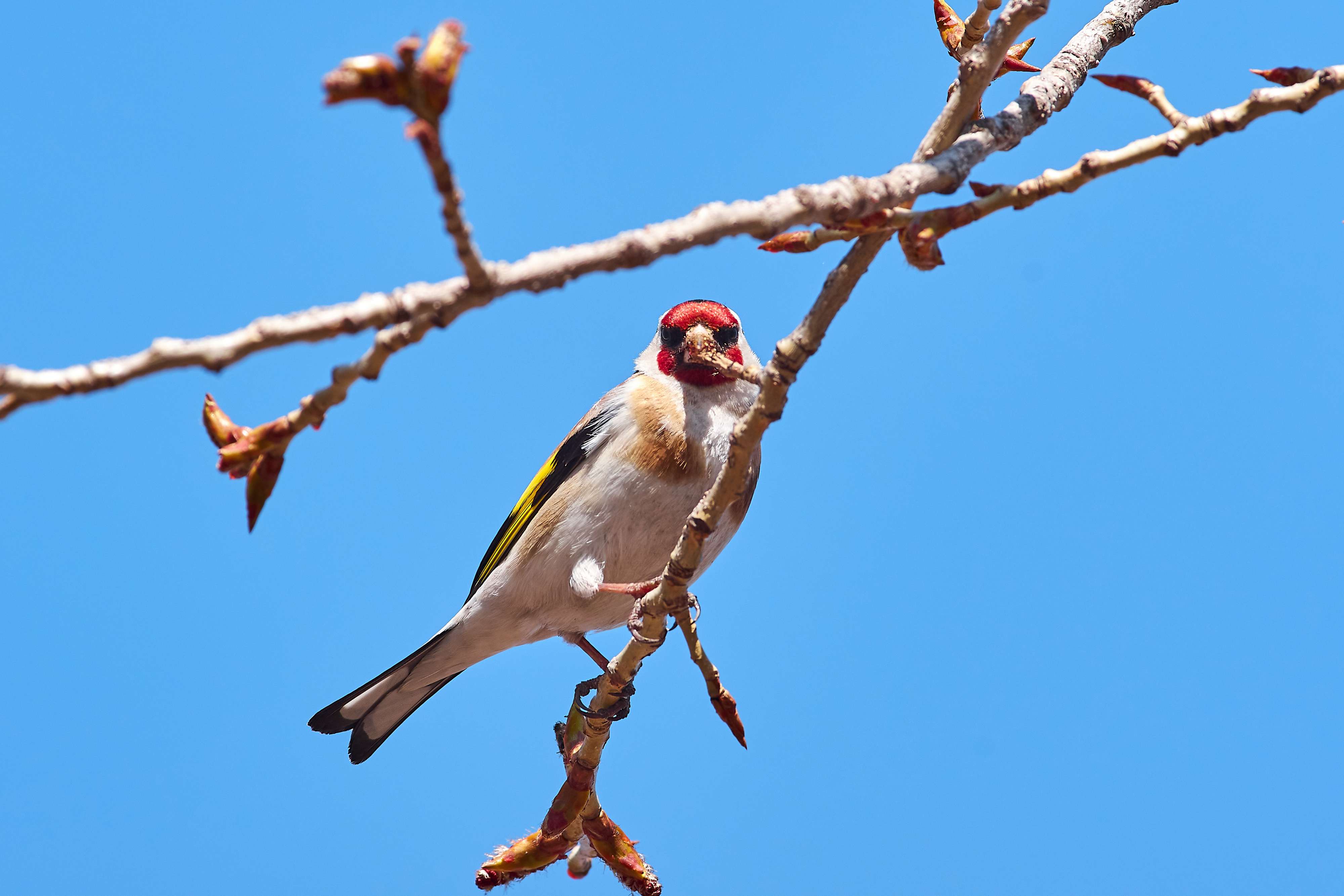 bird, birds, volgograd, russia, wildlife, , Павел Сторчилов