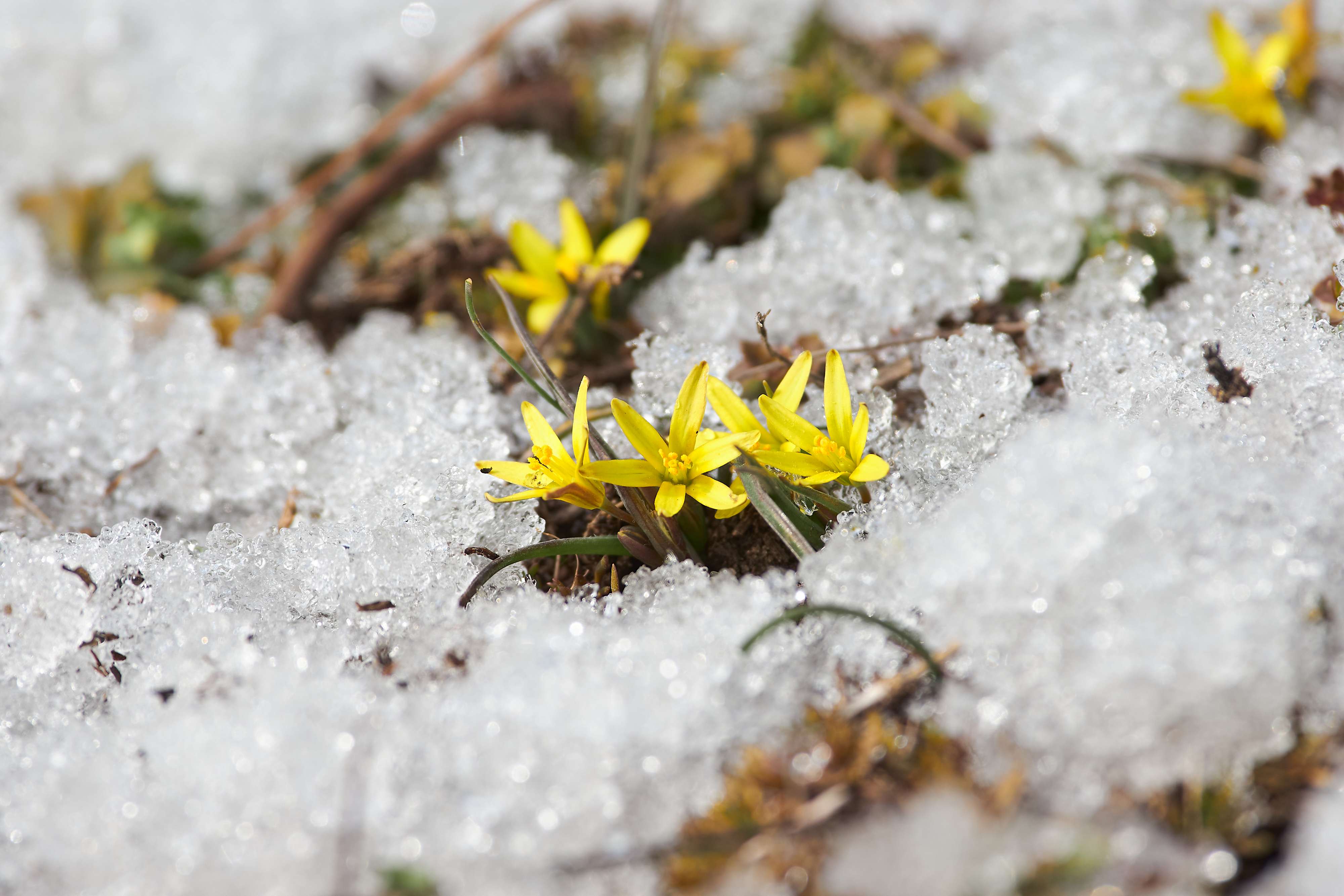 flower, volgograd, russia, wildlife, , Павел Сторчилов