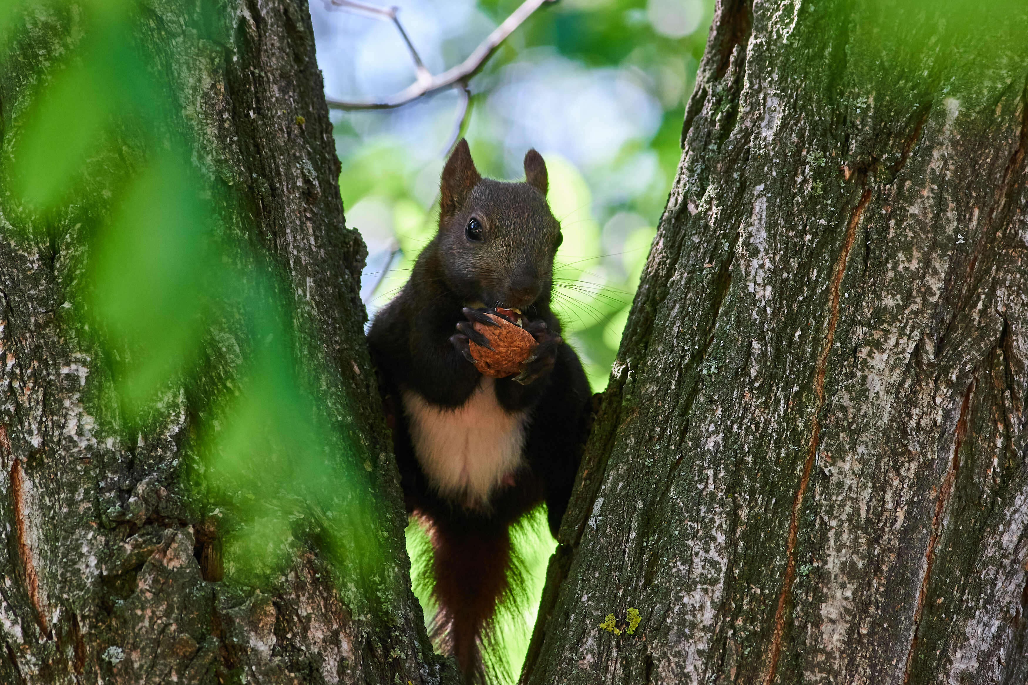 squirrel, volgograd, russia, , Павел Сторчилов