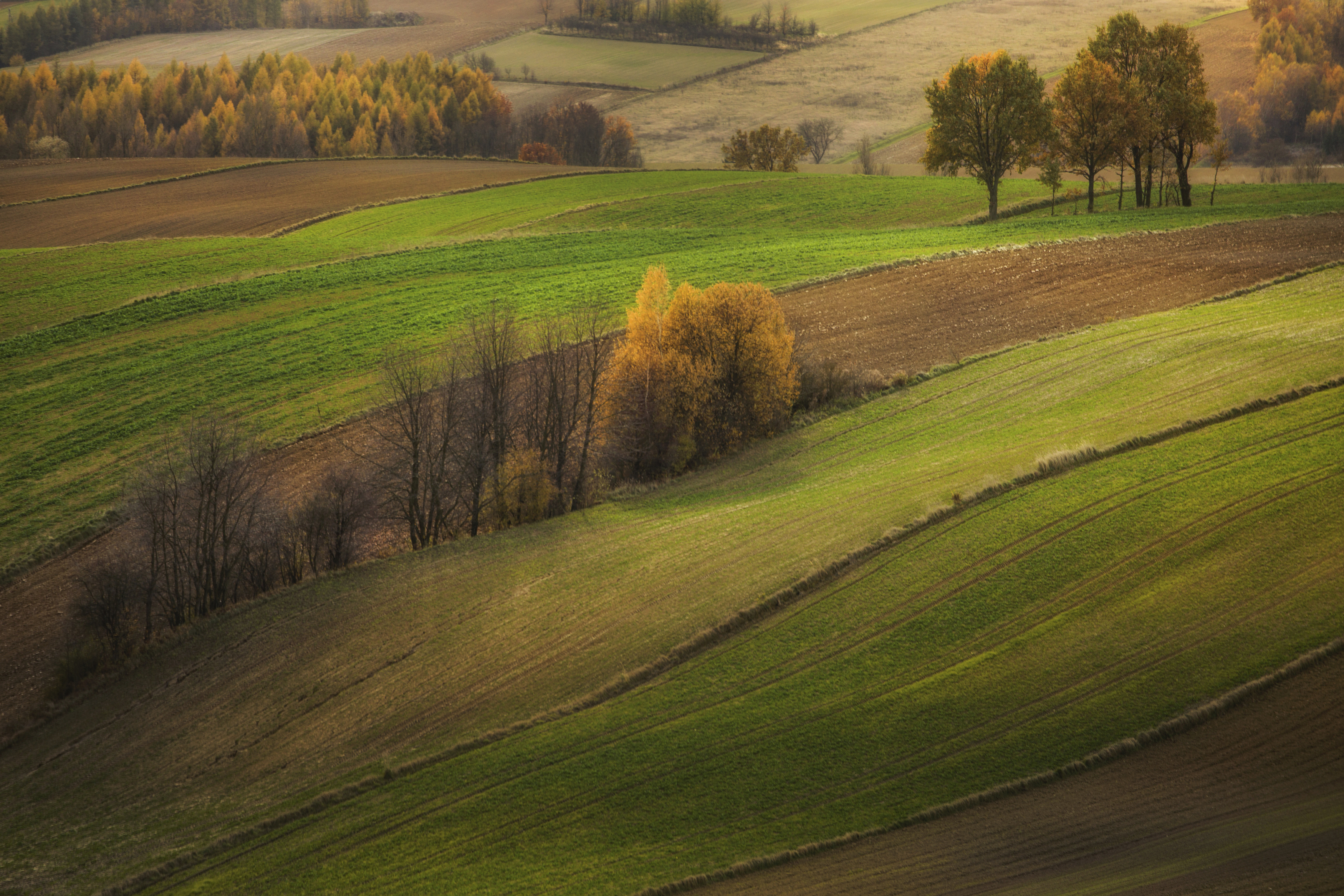 Nature, Tree, Day, Rural, Scene, Agriculture, Green, Color, Grass, Poland, Rural, Landscape, Damian Cyfka