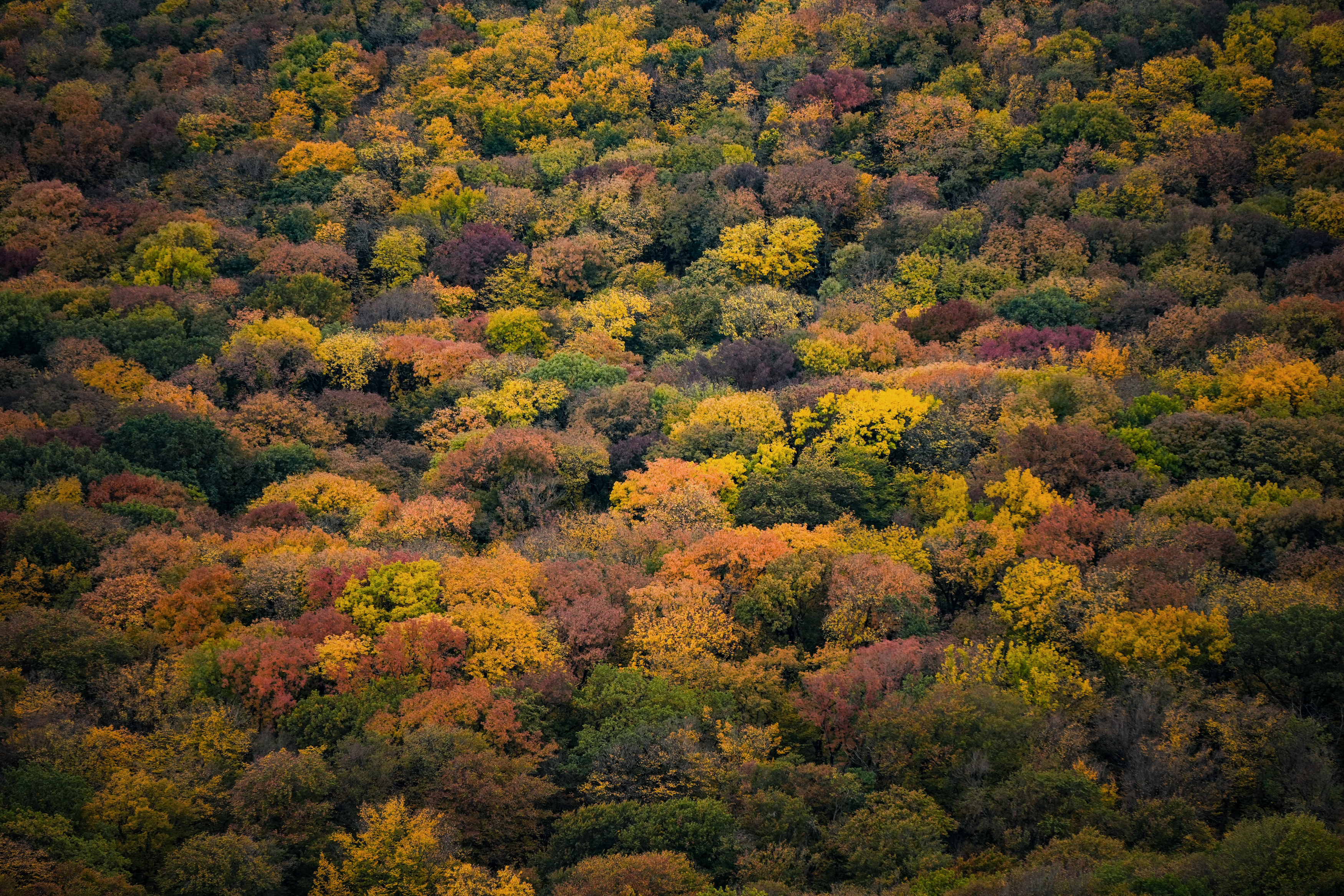 золотая осень, железноводск, Светлана Зимина