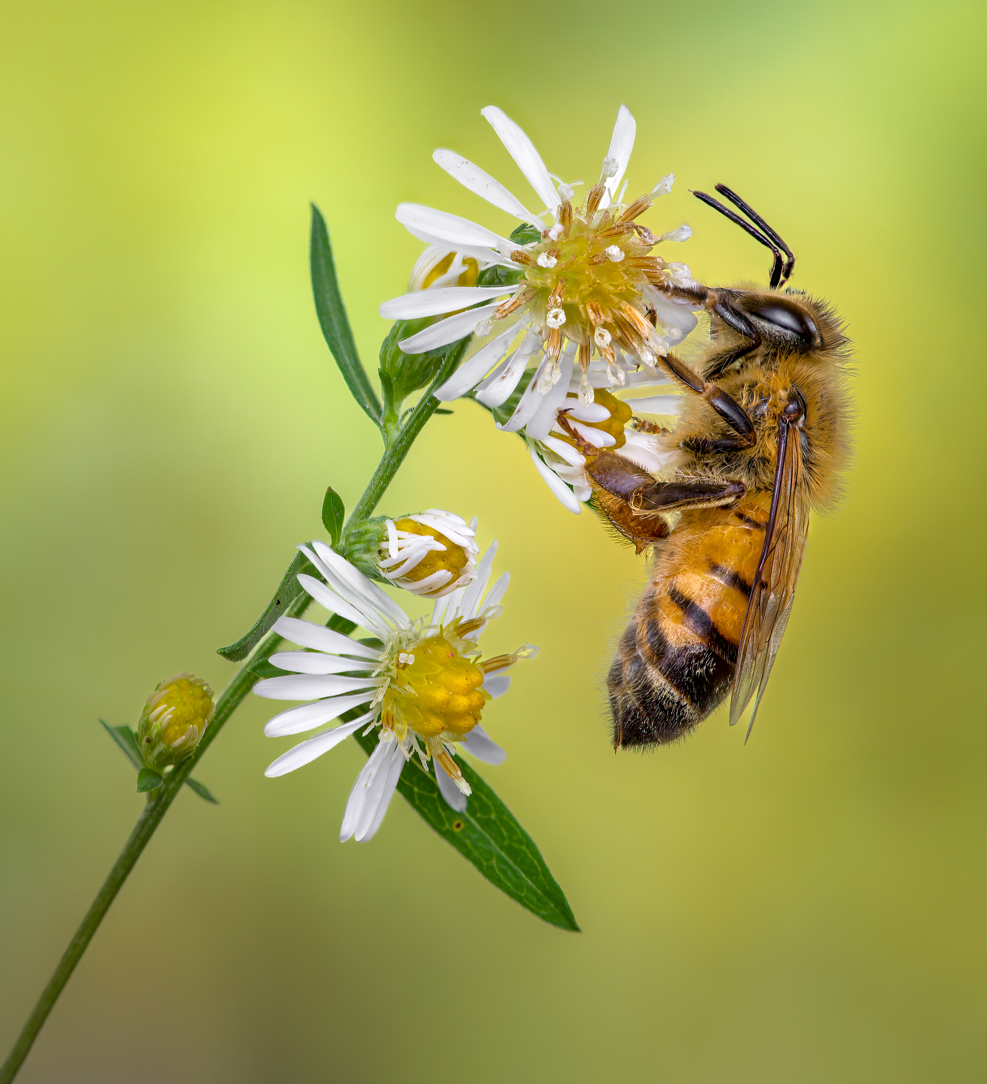 bee, honeybee, bumblebee, insect, fall, autumn, stink bug, macro, leaves, season, seasons, camouflage, camouflaged, flower, floral, pink, Atul Saluja