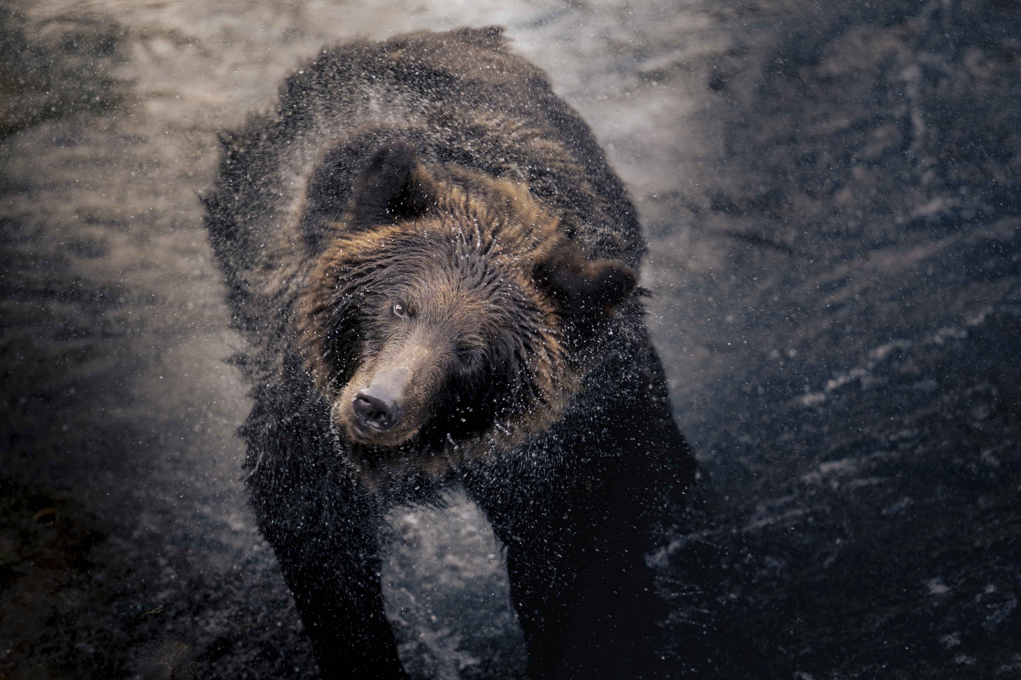 bear, wildlife, Utsunomiya Ryo