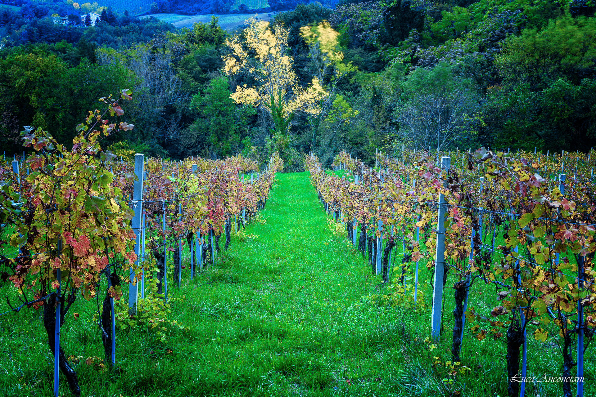 wine autumn field italy leaves trees landscape marche region italy, Anconetani Luca