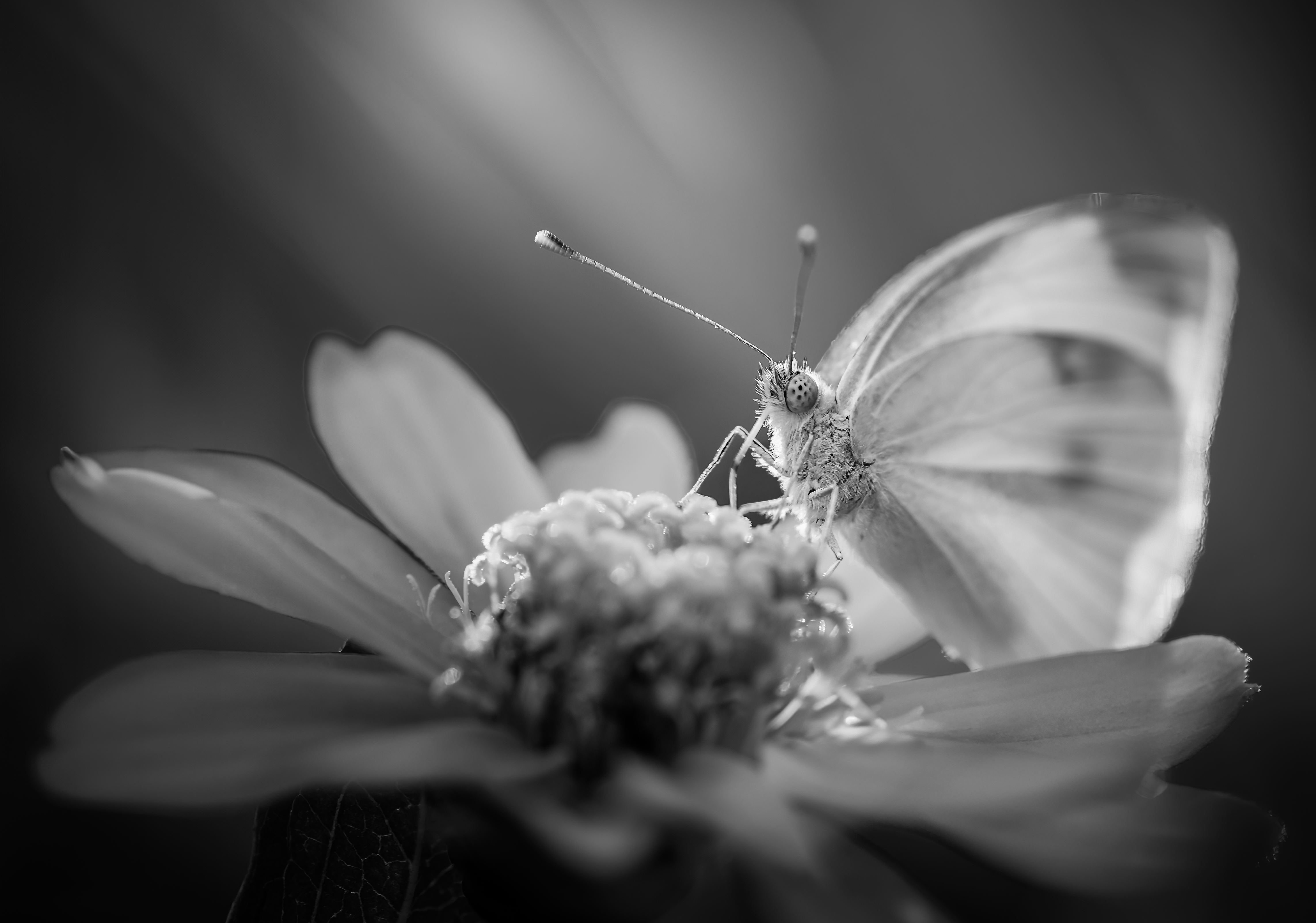 butterfly, flower, macro, sunrise, Atul Saluja