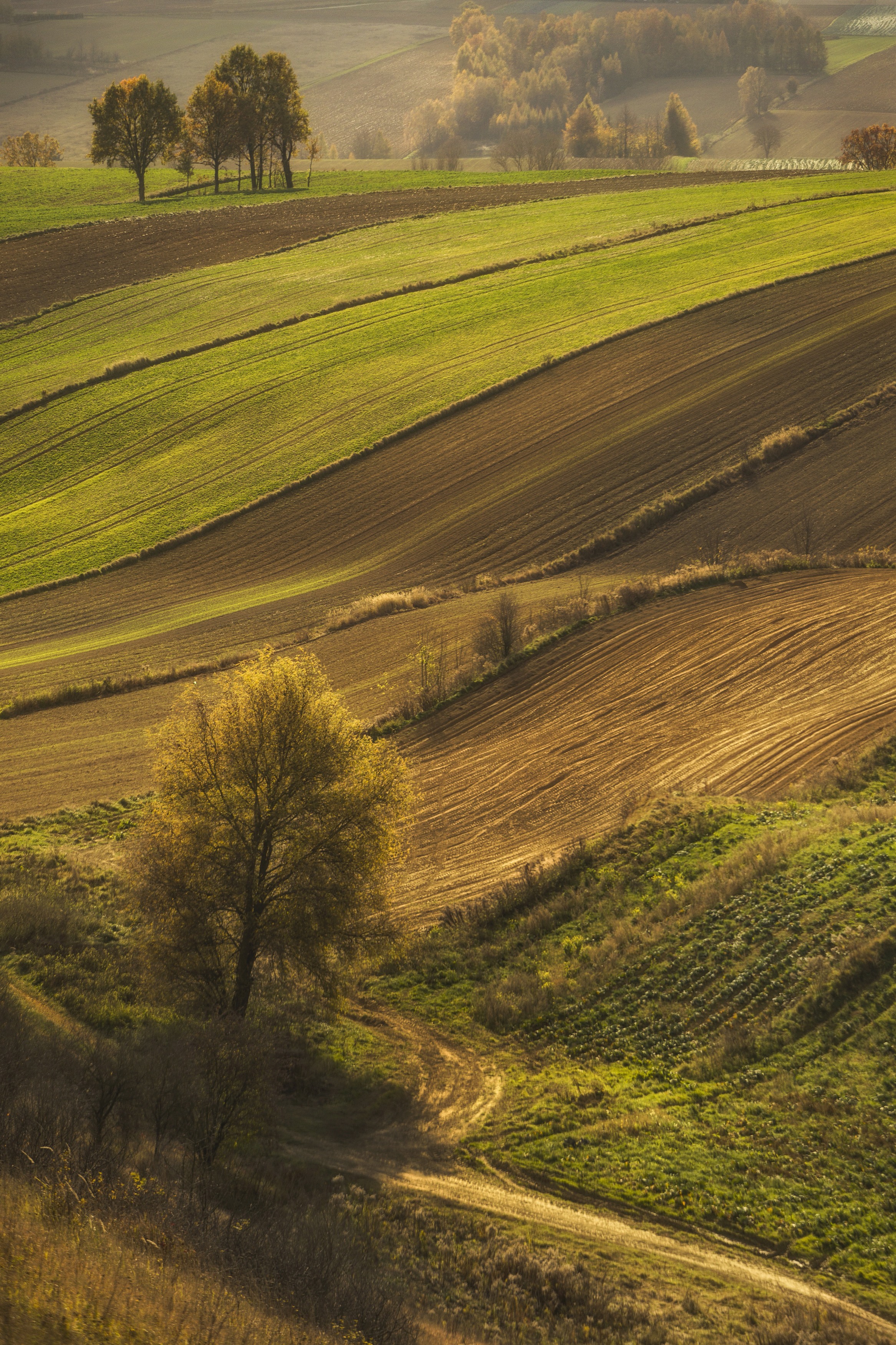 Nature, Field, Rural, Day, Green, Tree, Agriculture, Grass, Landscape, Poland, Damian Cyfka