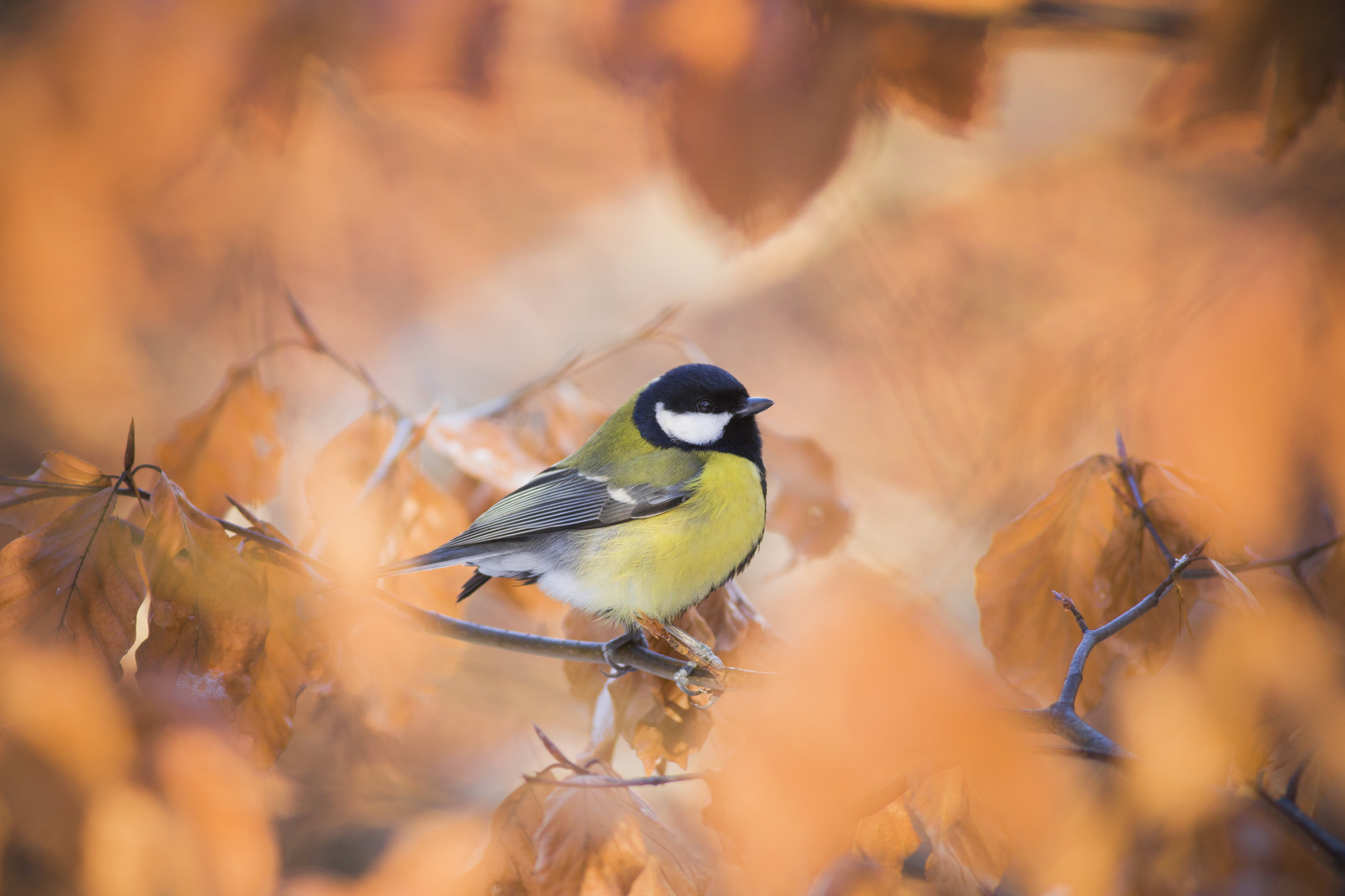 Bird, Photography, Animal, Wildlife, Nature, Songbird, GreatTit , Autumn, Damian Cyfka