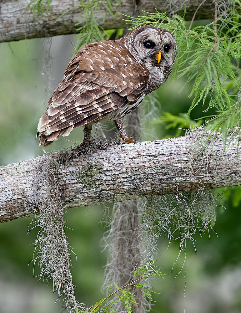 пёстрая неясыть, cова, owl, florida,флорида, хищные птицы, barred owl, Etkind Elizabeth