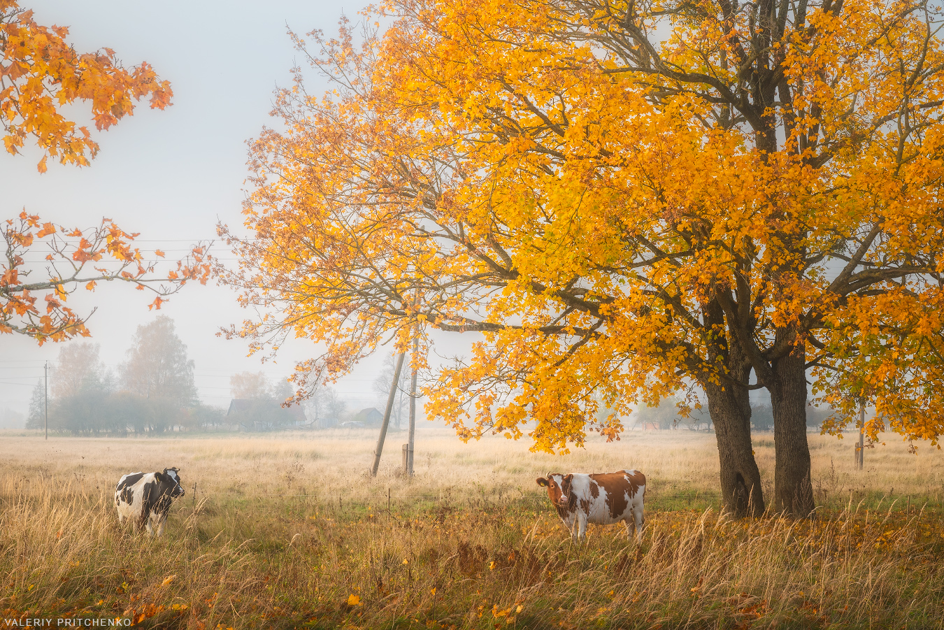 осень, природа, пейзаж, деревня, landscape, nature, autumn, Валерий Притченко