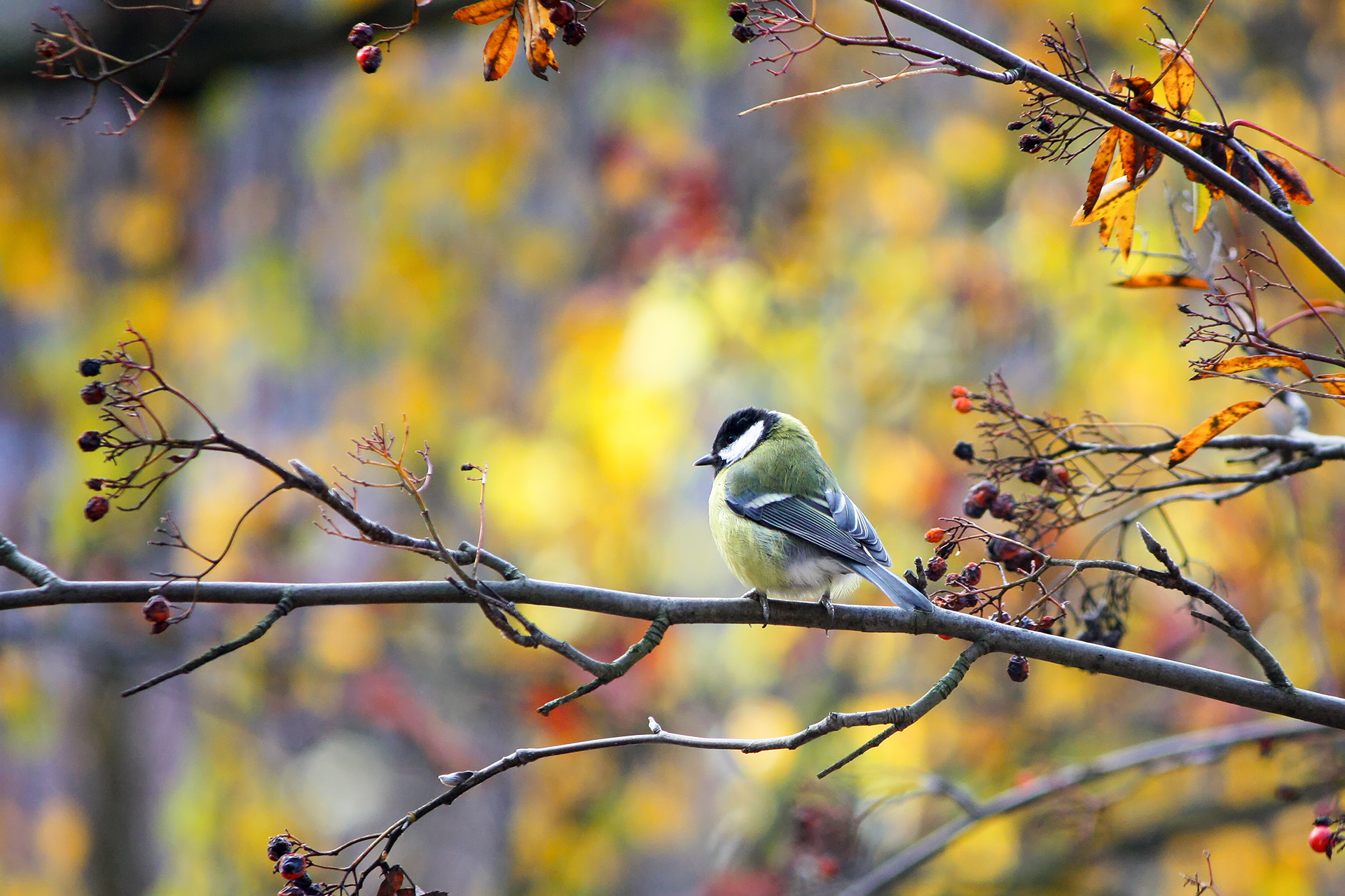 синица, большая синица, parus major, КарОл